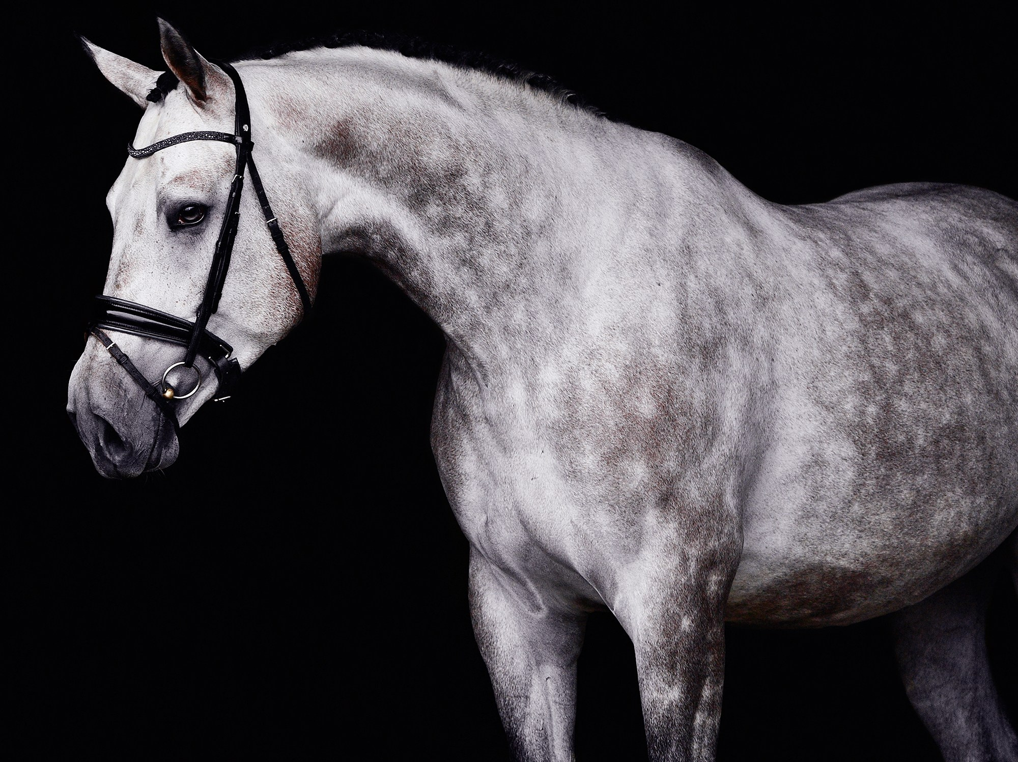 Черный фон. Конный фотограф Alesya Safe