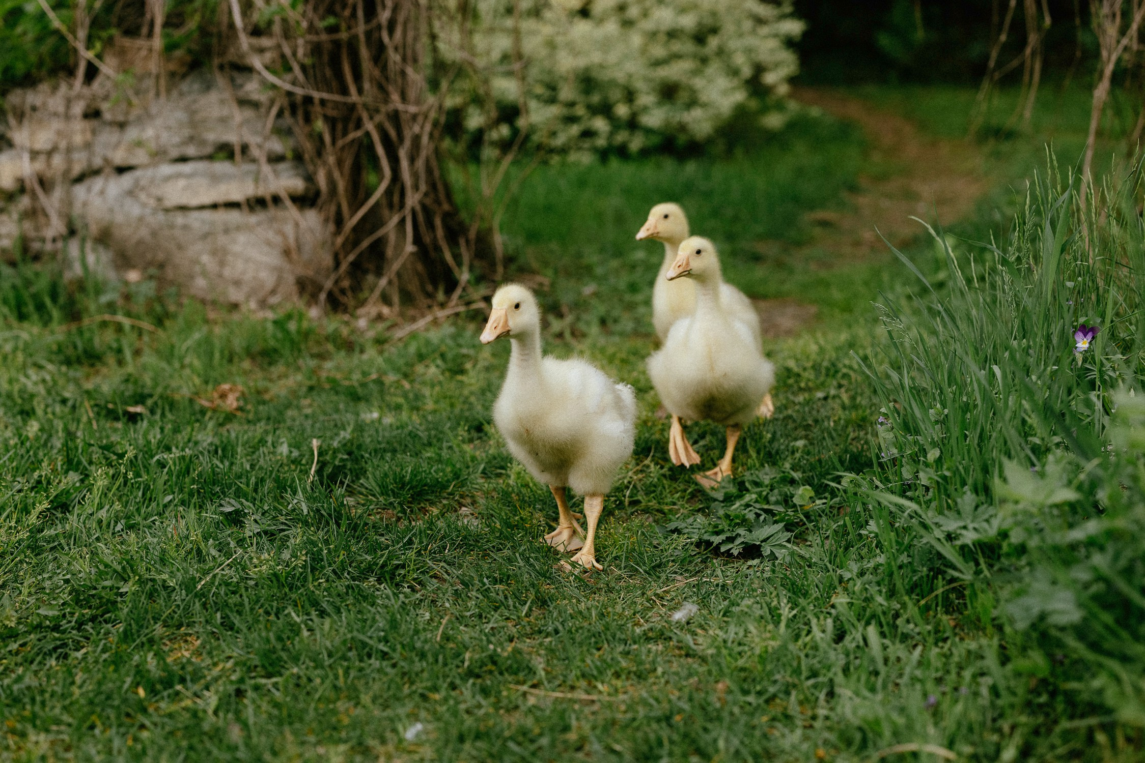 Зал «Сад» фотостудии «Зачарованный Сад» в Екатеринбурге — природная локация для фотосессий. Фотостудия «Зачарованный Сад» в 20 минутах от центра Екатеринбурга