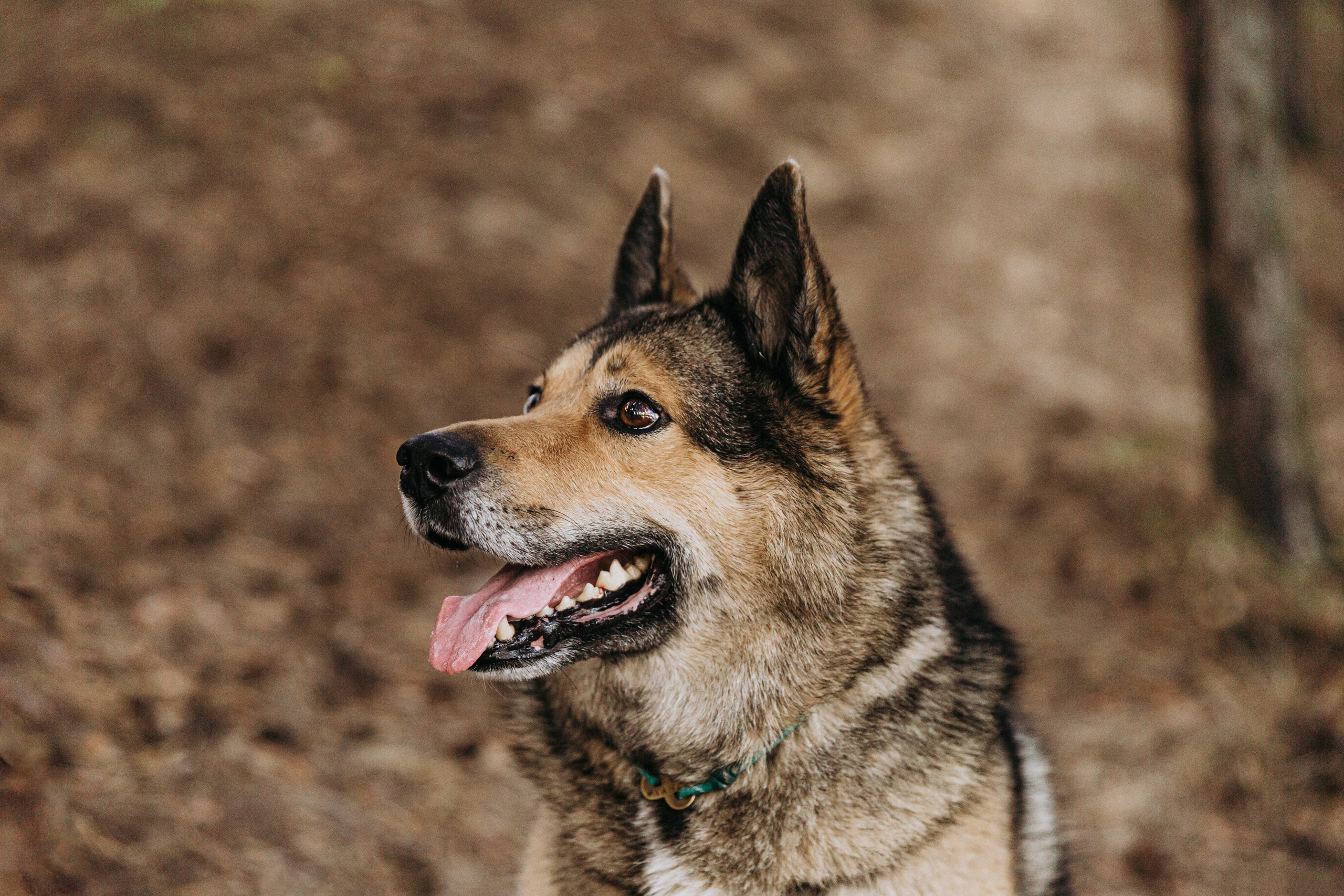 Аня и Ланс. Фотограф-анималист в Москве Соломонова Варвара