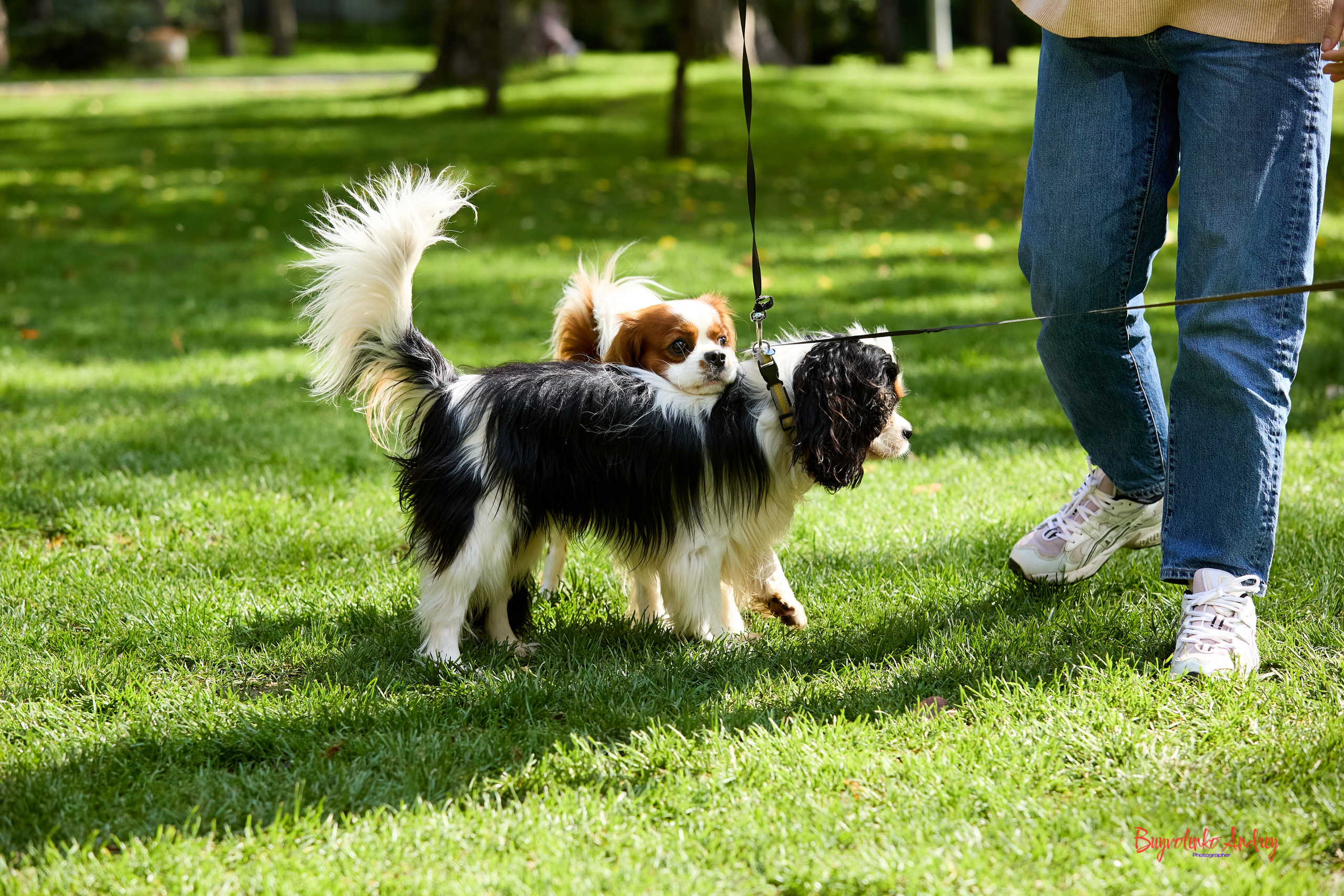 Фотопрогулка с кавалерами. Buyvolenko Andrey