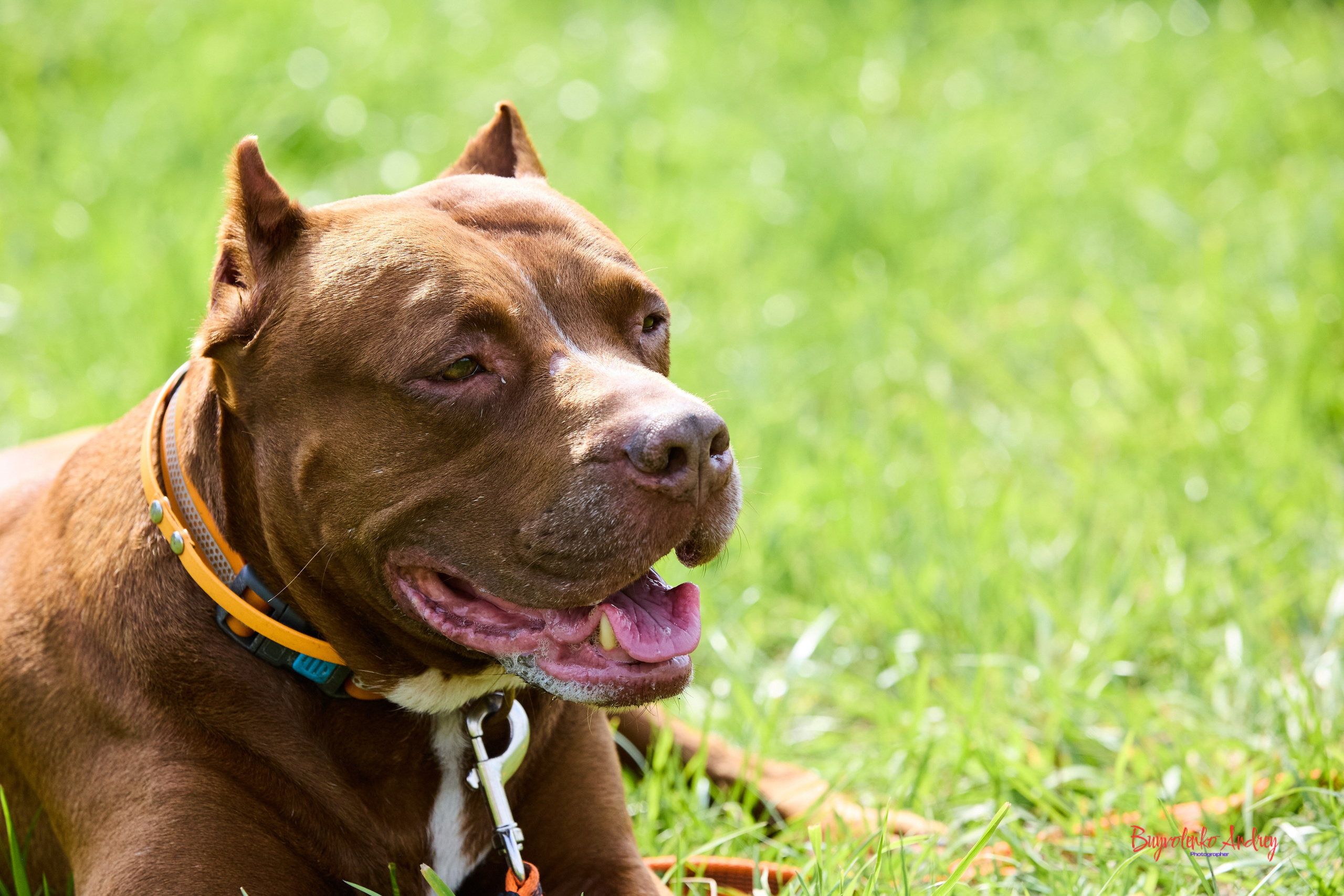 Проект фотопрогулка с хвостиком. Buyvolenko Andrey