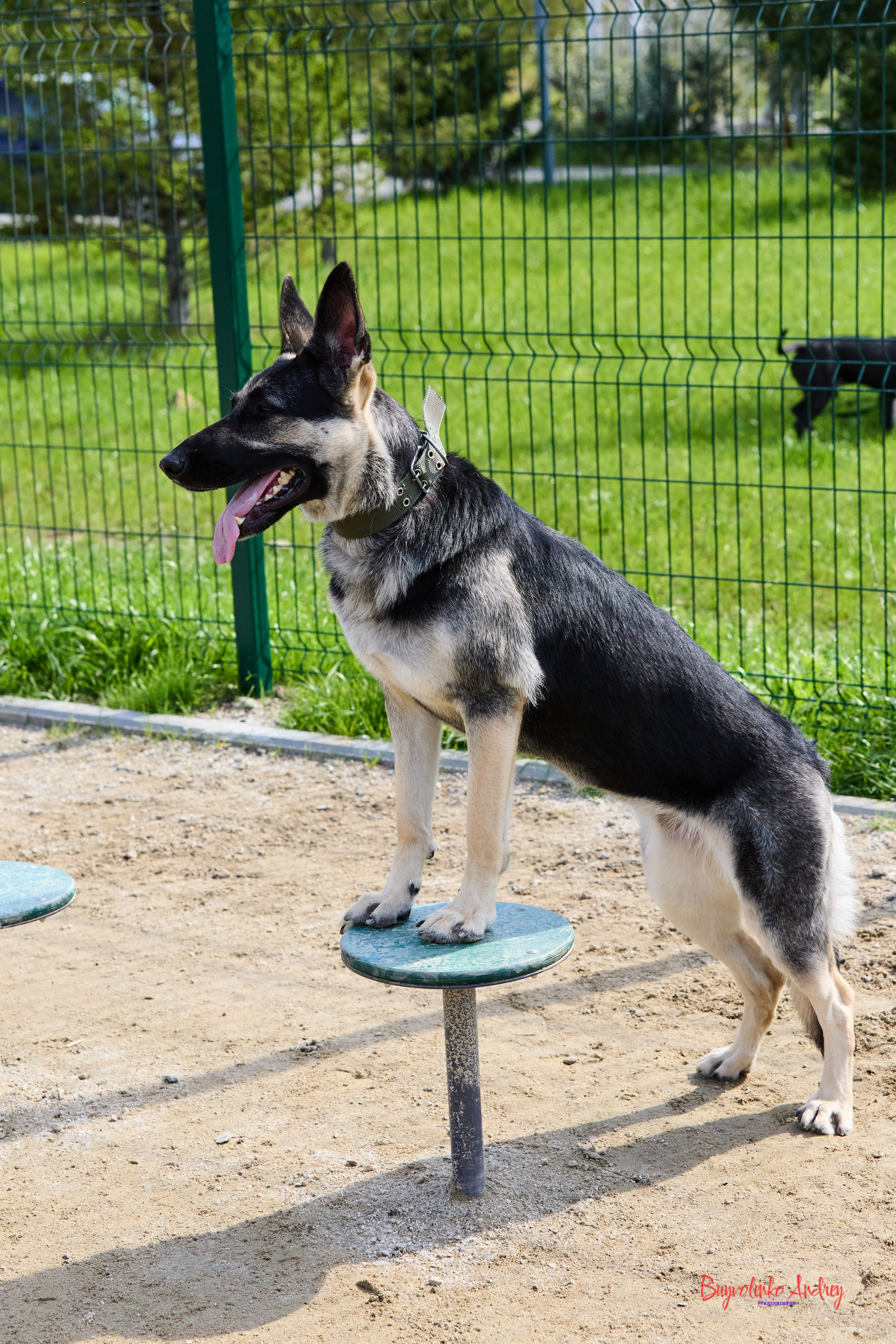 Проект фотопрогулка с хвостиком. Buyvolenko Andrey