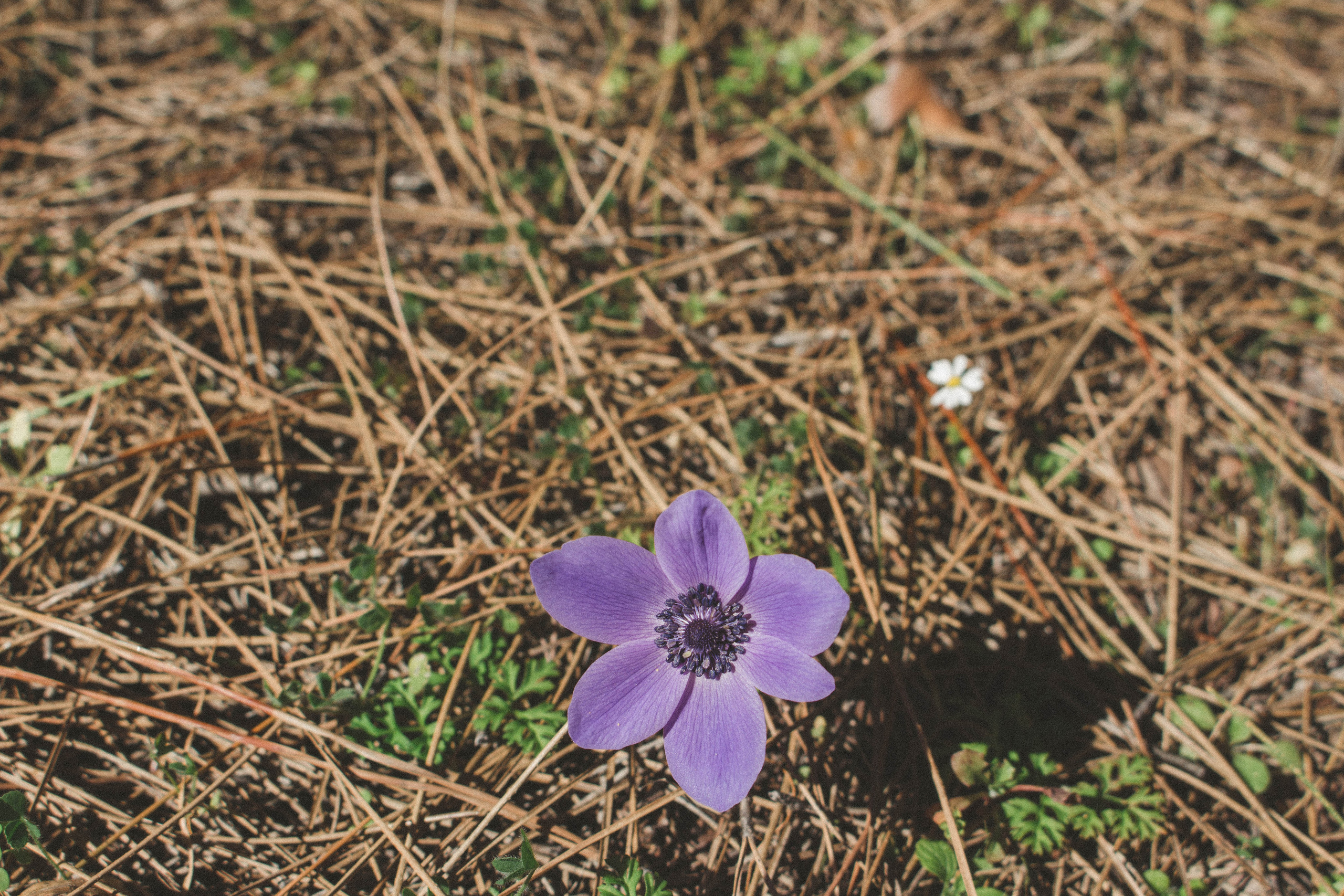 Семейные сказочные походы. Фотограф Шагалов Михаил