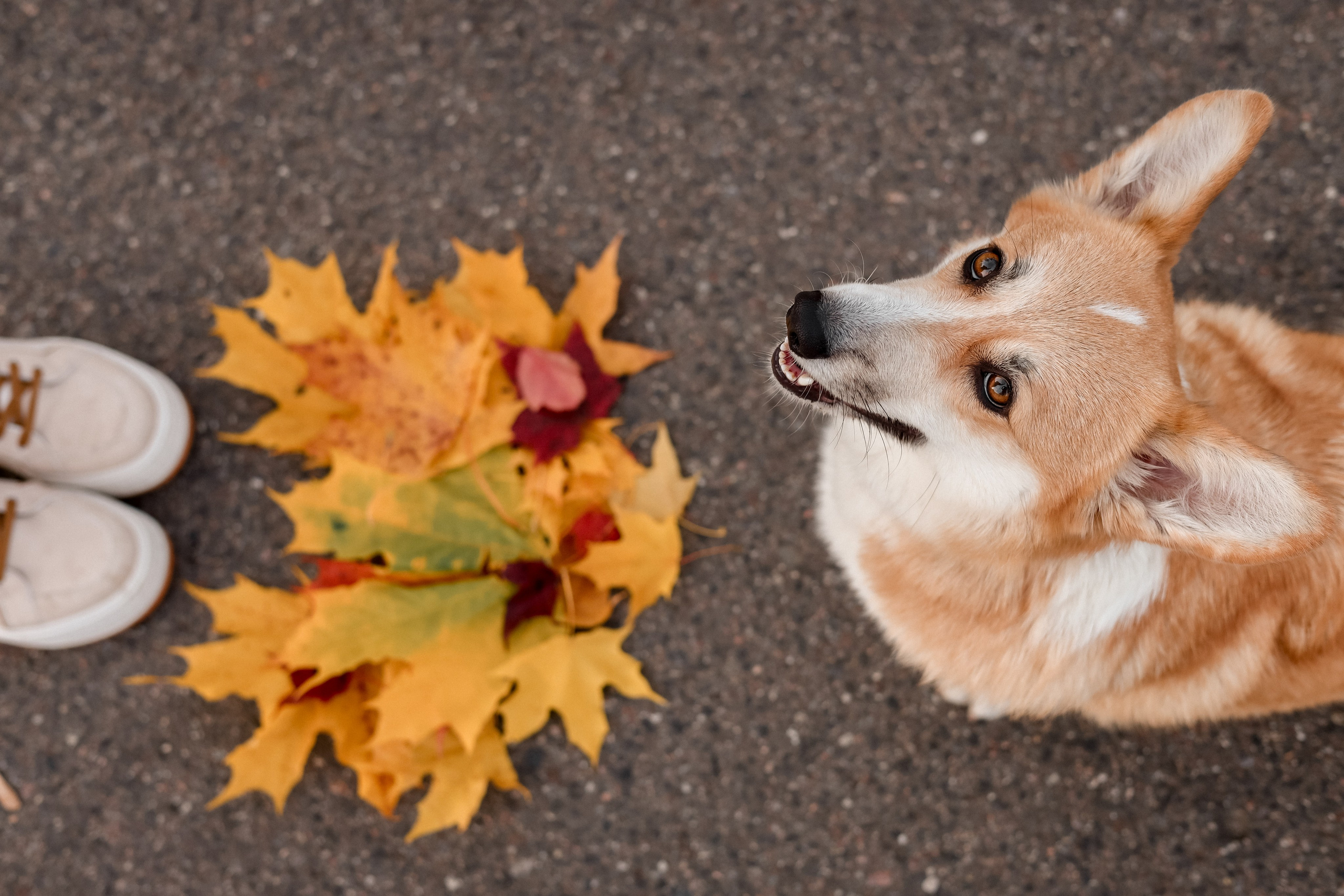 Съёмка с любимым четвероногим другом Ульяна и Фрося. Свадебный фотограф Беларусь Ольга Козыренко