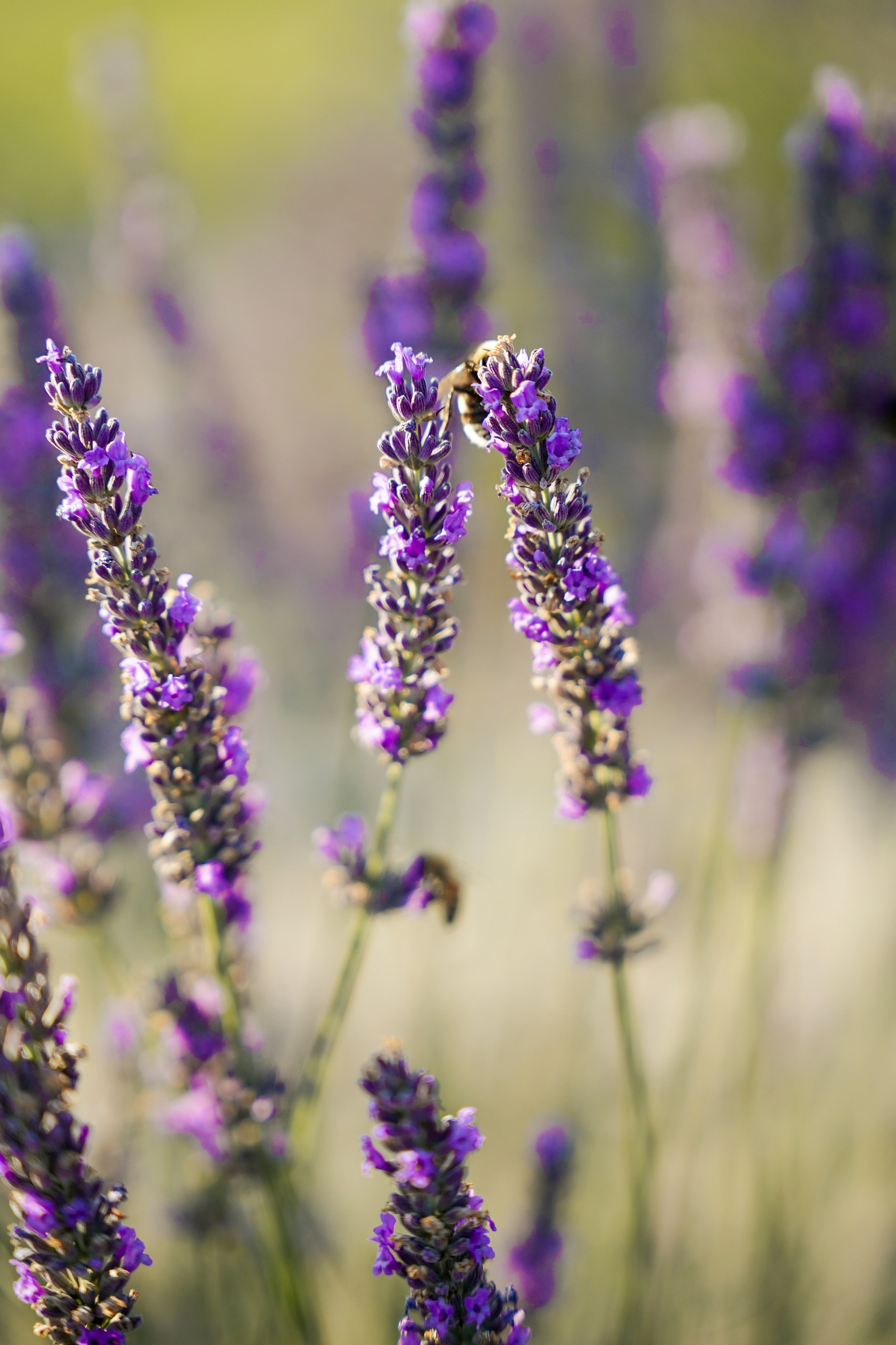 Семейная история в Maison Des Plantes. Фотограф Новороссийск | Геленджик и ЮФО Эльвина Ясинская