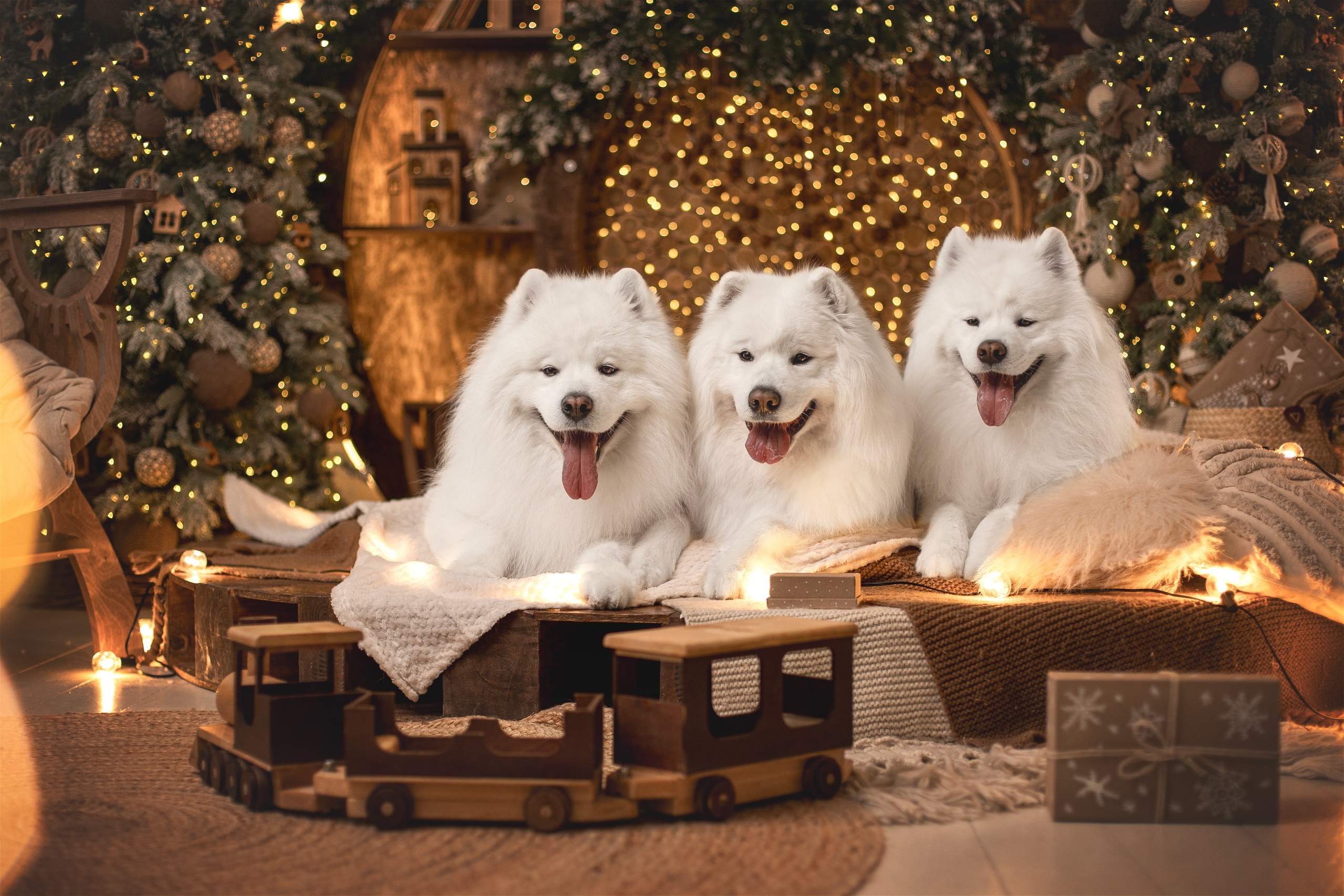 Пушистые самоедские драконы в студии. Фотограф анималист в Москве Майорова Евгения