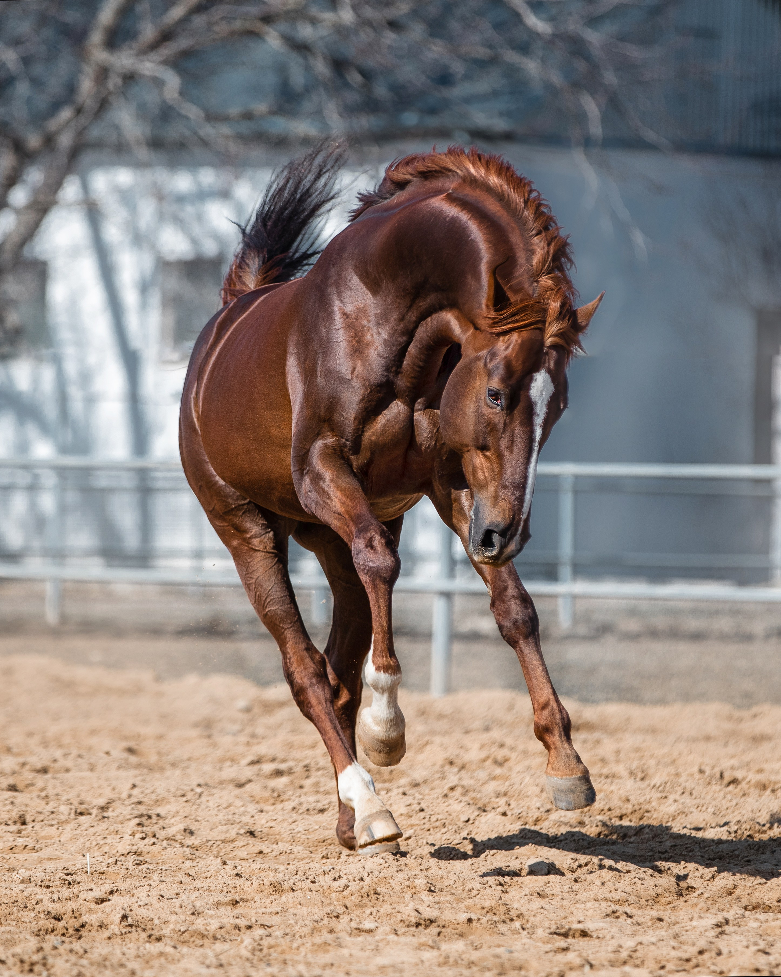 В движении. Фотограф-анималист Ксендзова Кристина