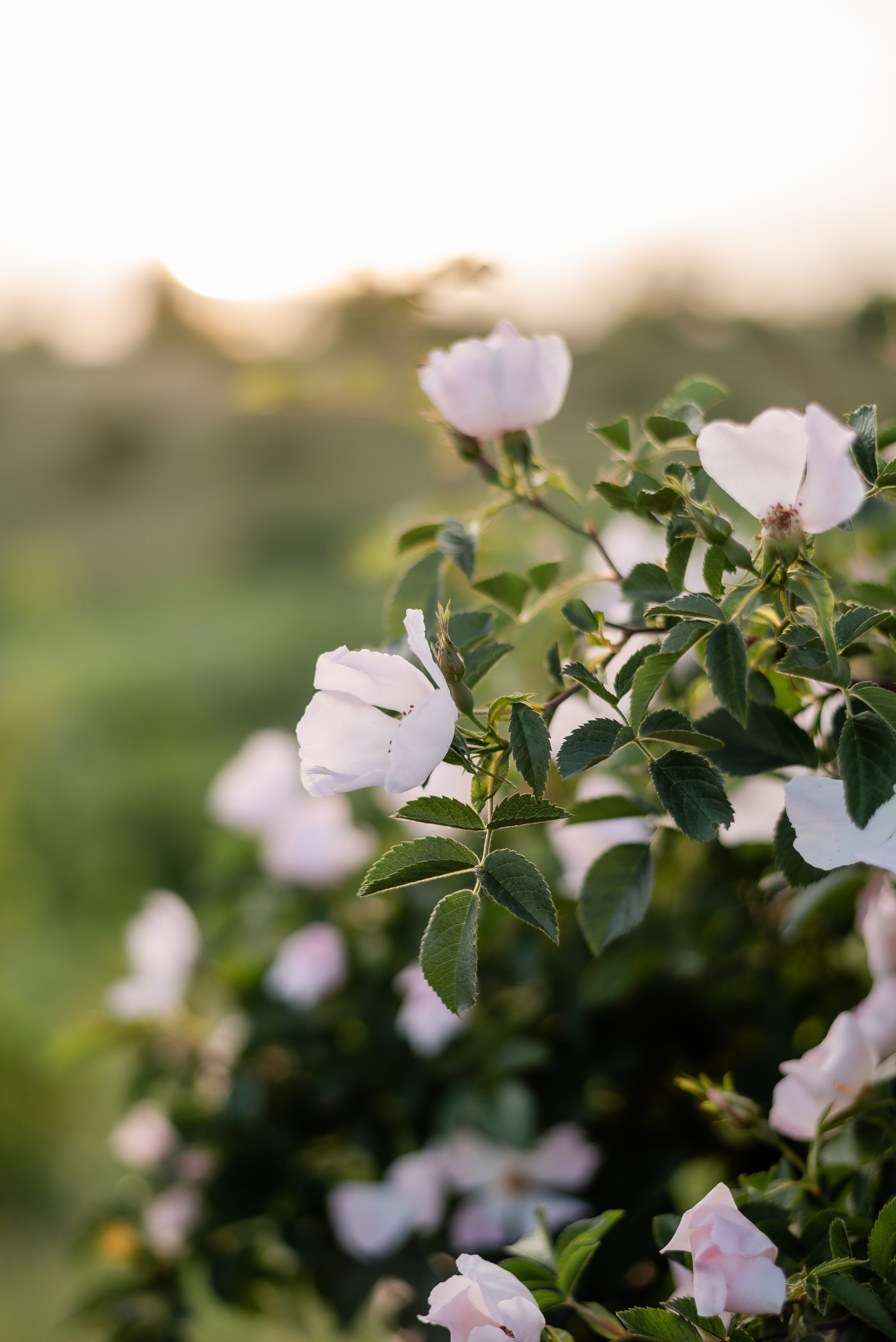 Юлия. Свадебный и семейный фотограф Волгоград Ксения Афонина