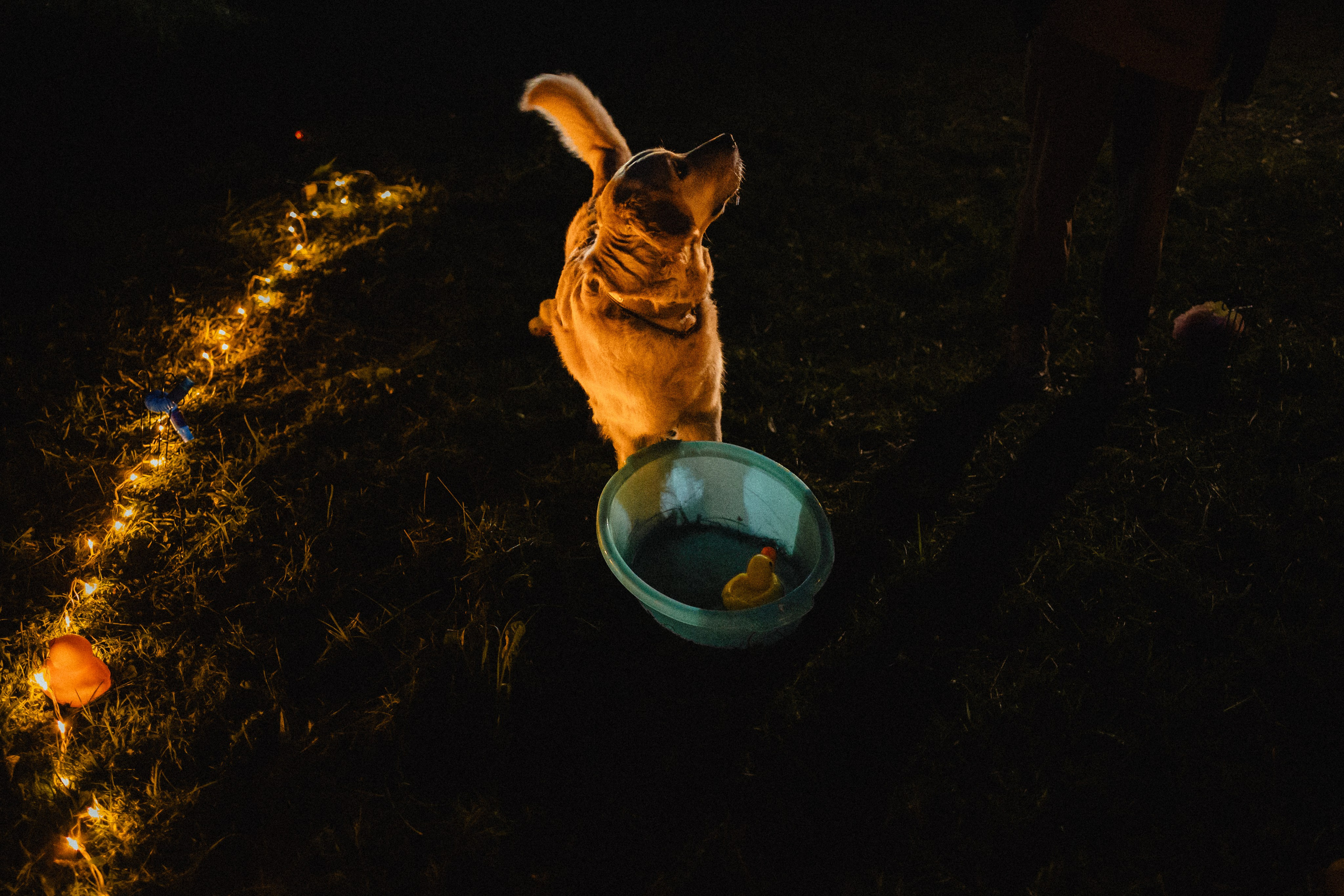 Выездной дог-тренинг от школы «Шерсть имею»