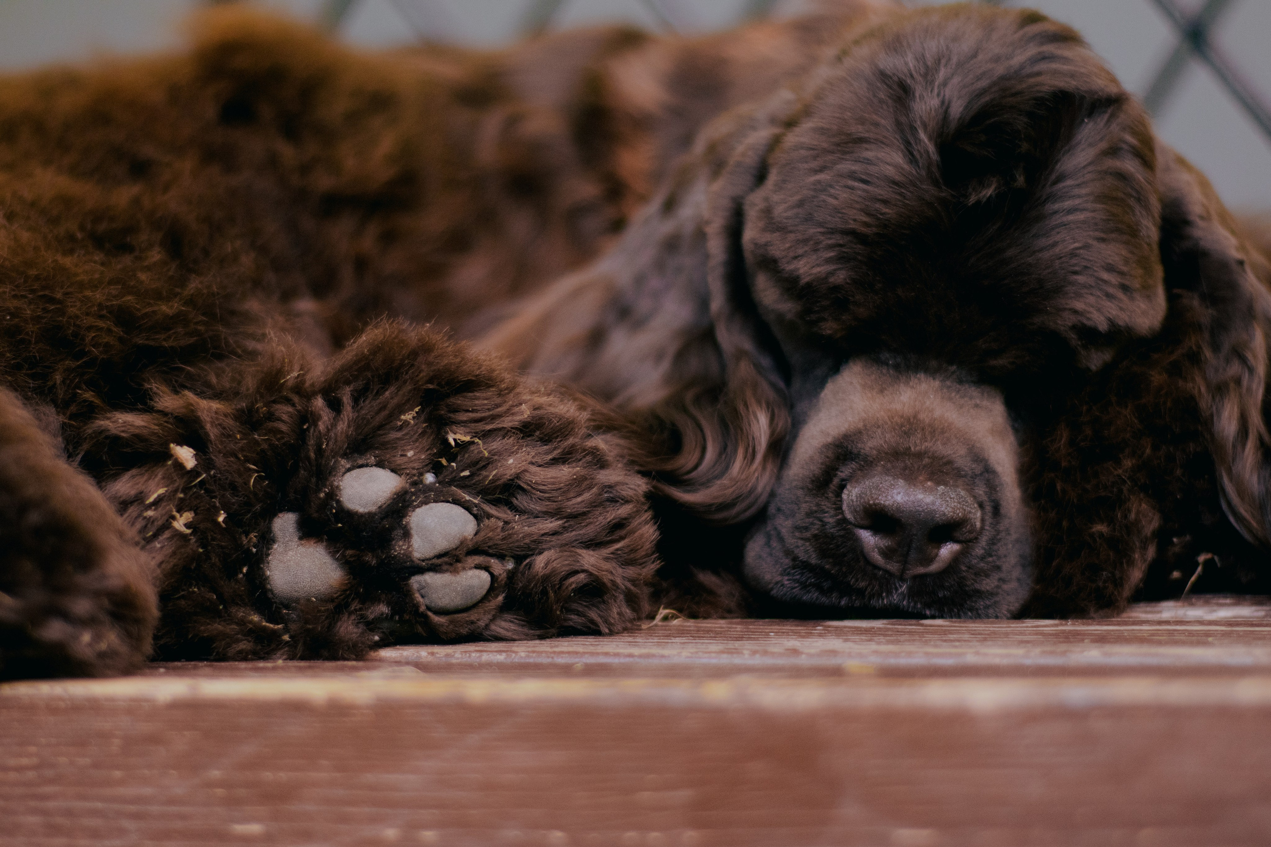 Лера и Анри. Фотограф в Тюмени Лизавета Сапицкая