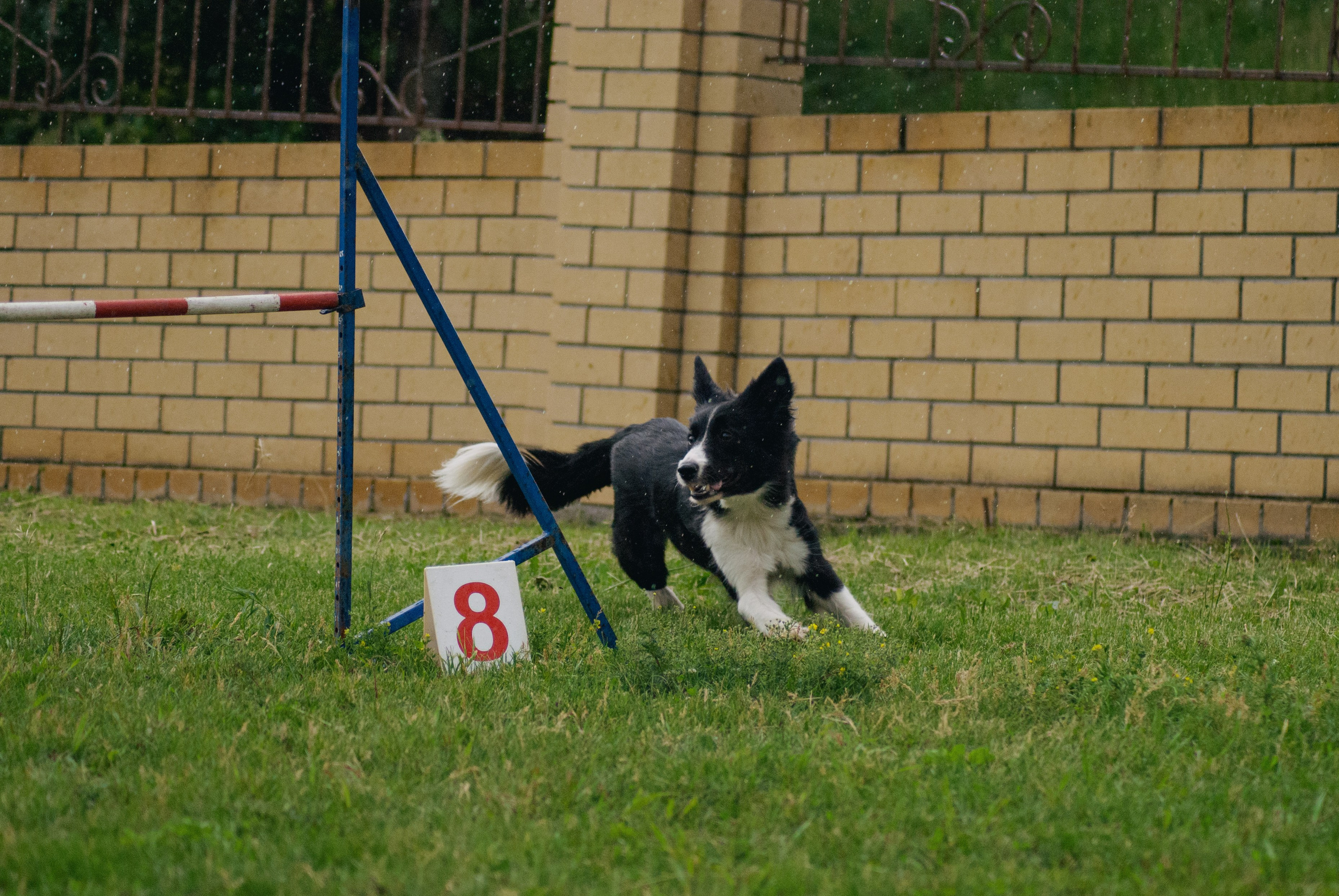 Аджилити. Фотограф в Тюмени Лизавета Сапицкая