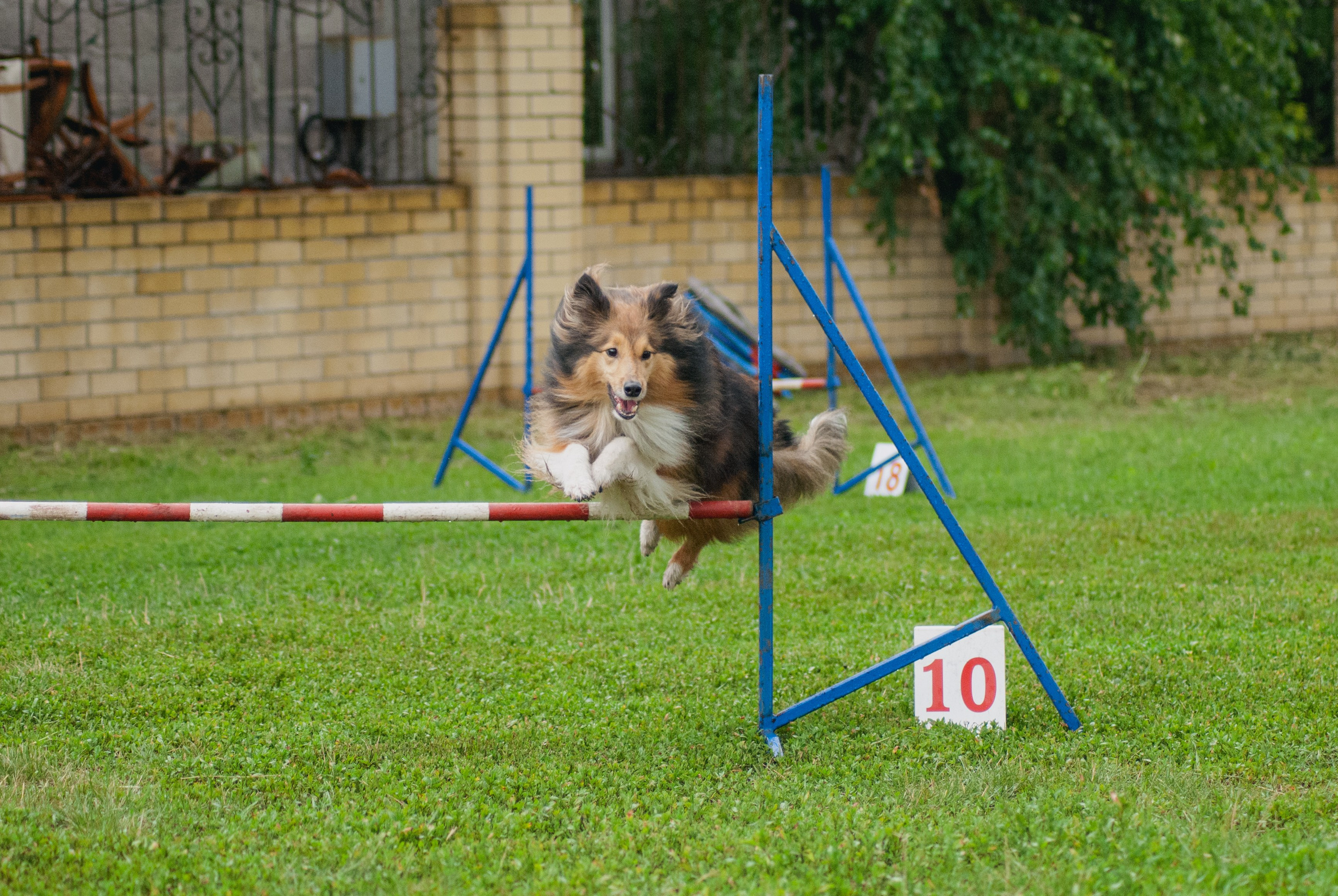 Аджилити. Фотограф в Тюмени Лизавета Сапицкая