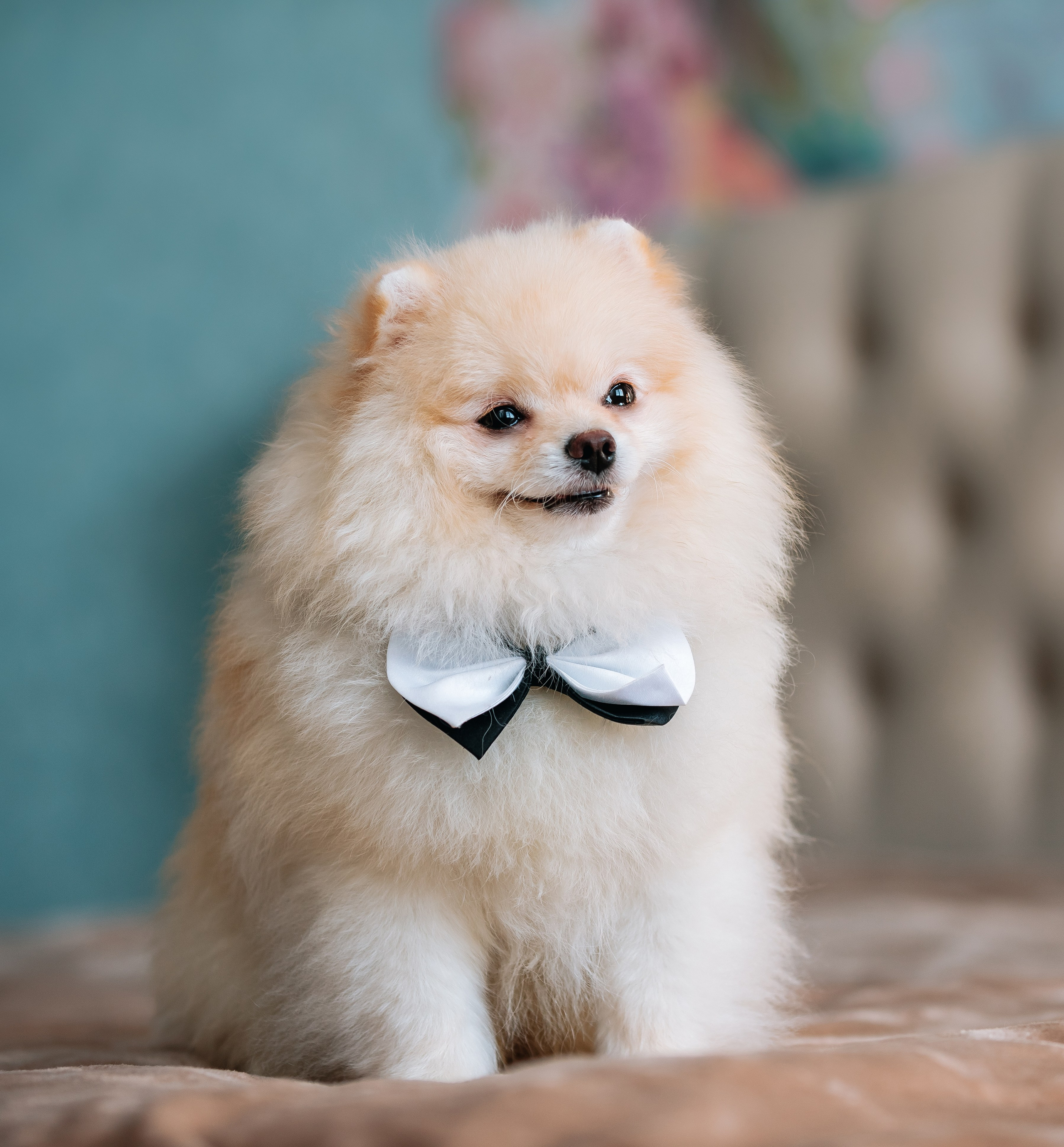 Шпицы дома. Главная