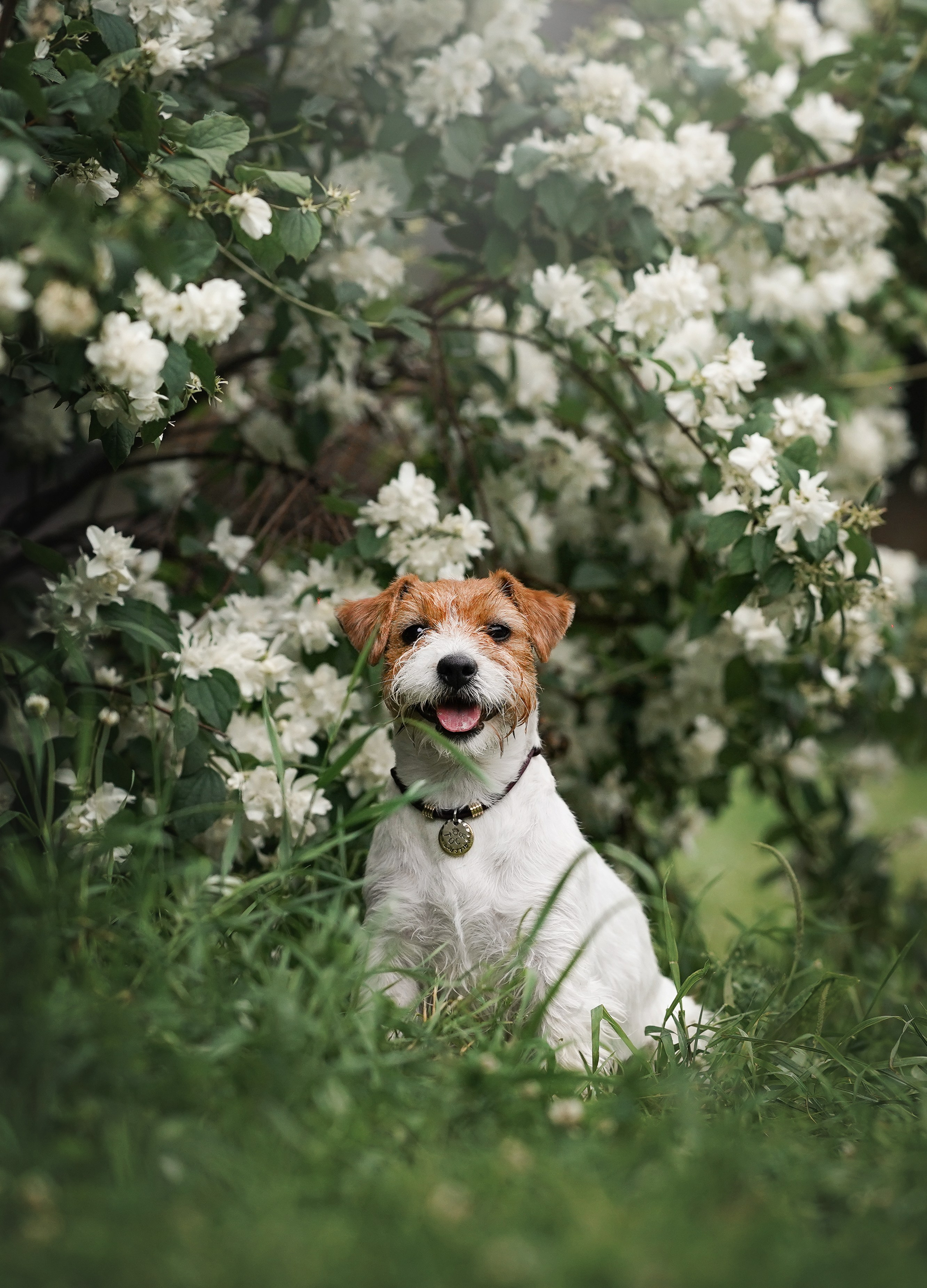 Люба и Тося. Фотограф-анималист в Санкт-Петербурге Яна Мартынова