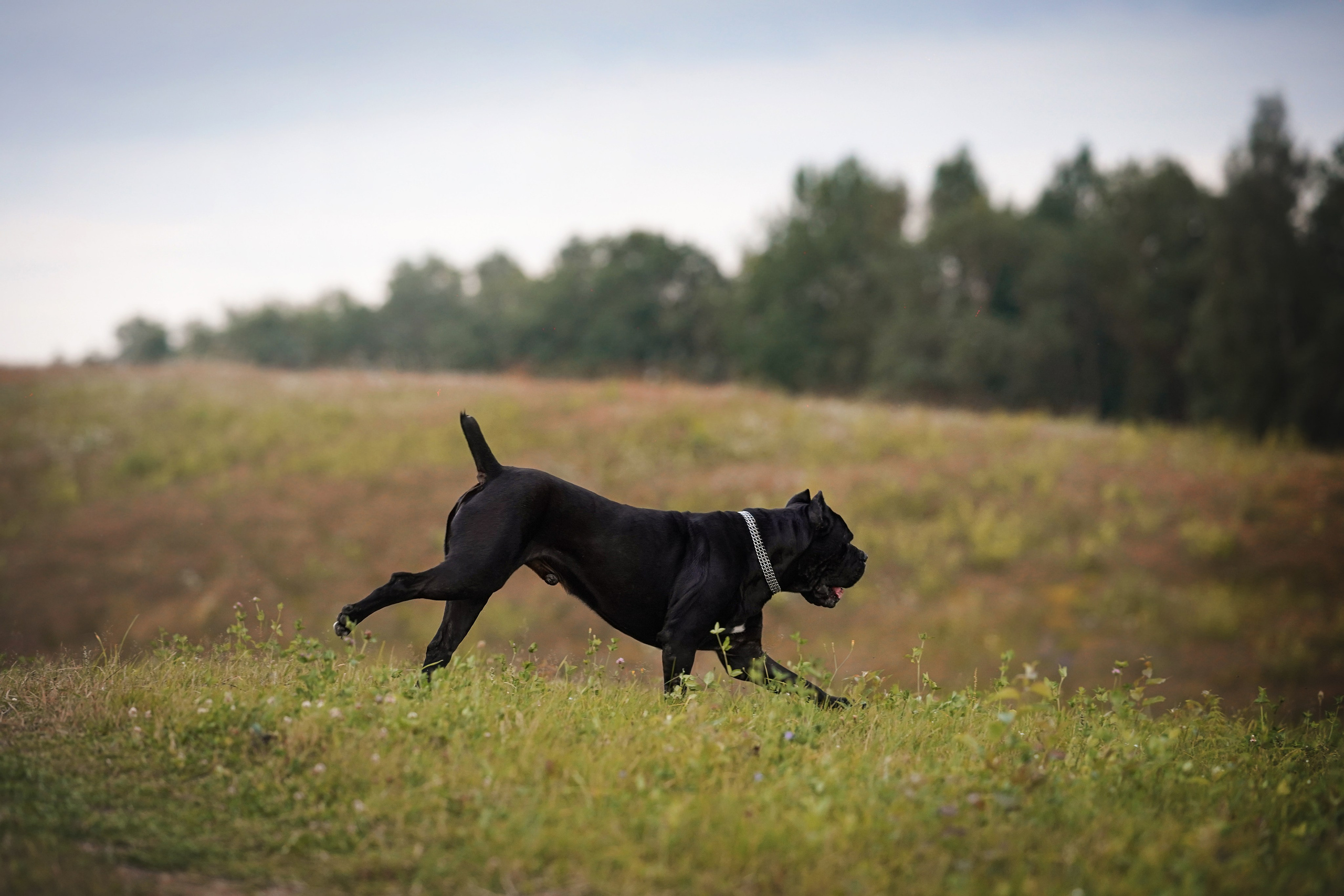 Юлия Костя и Виннер. Фотограф-анималист в Санкт-Петербурге Яна Мартынова