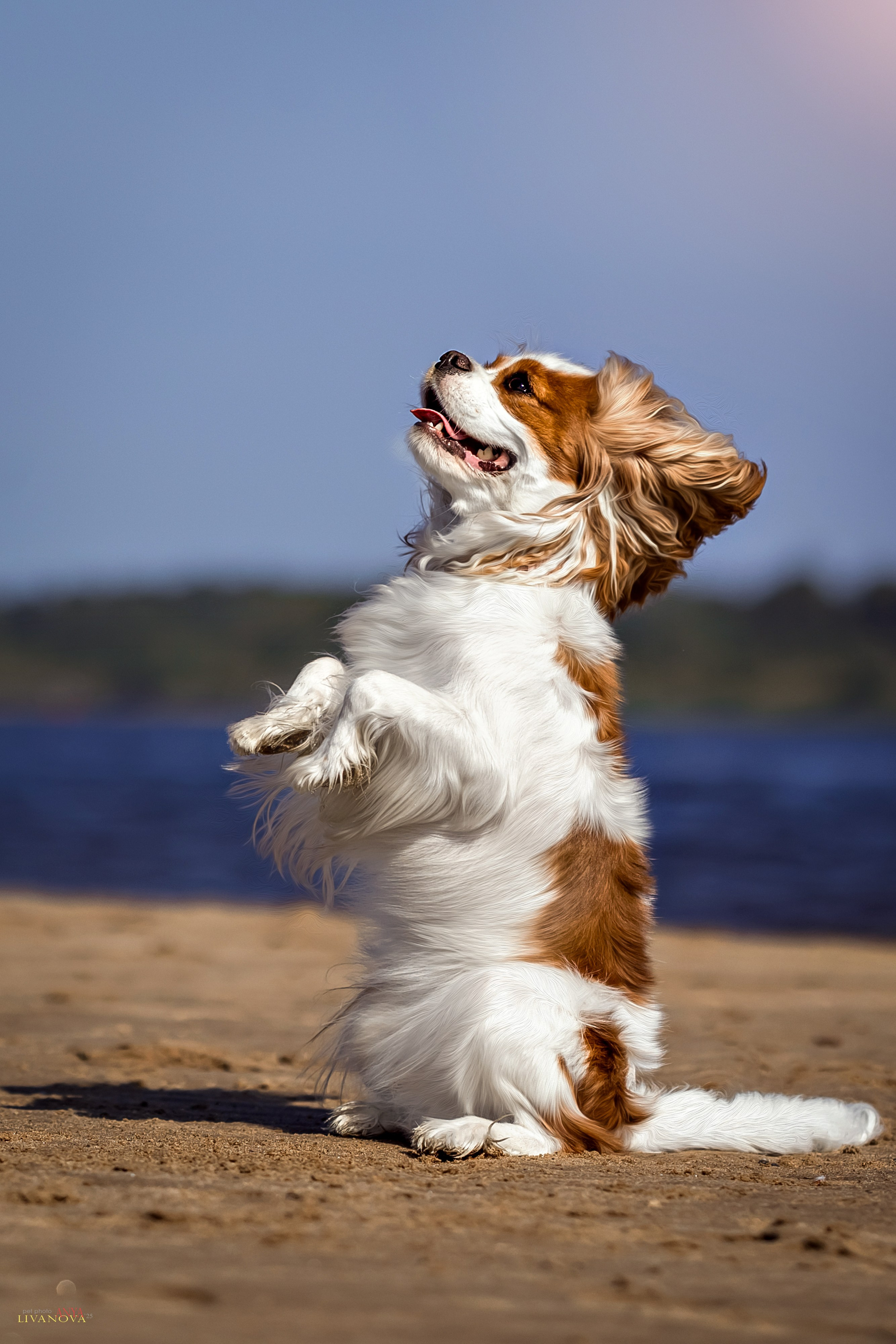 Аня и Миля. Фотограф анималист Аня Ливанова | Рыбинск