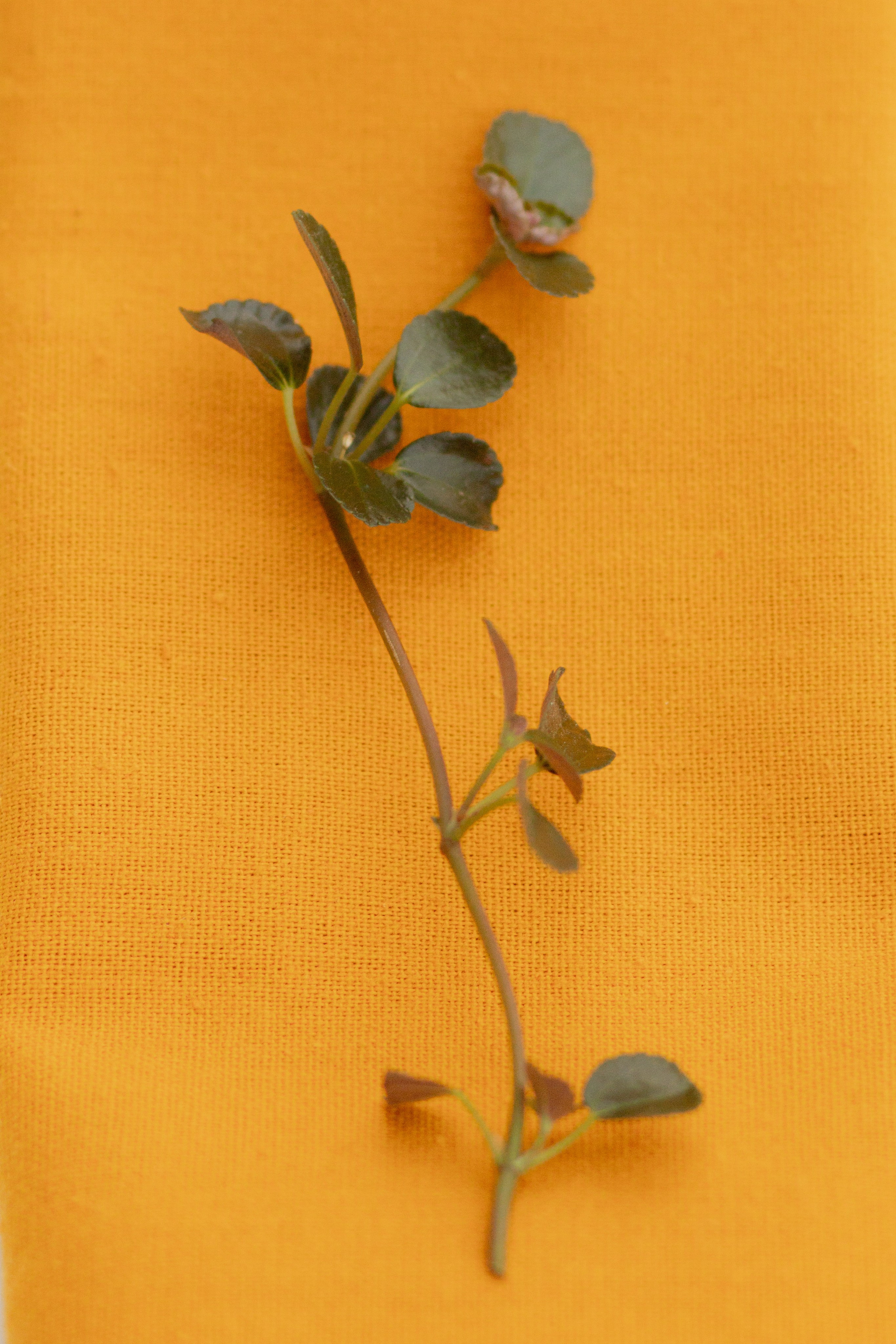 Мужской ДР. ЦУМ. «Buro». Оформление свадеб, декор свадеб Вера Маркова, Москва