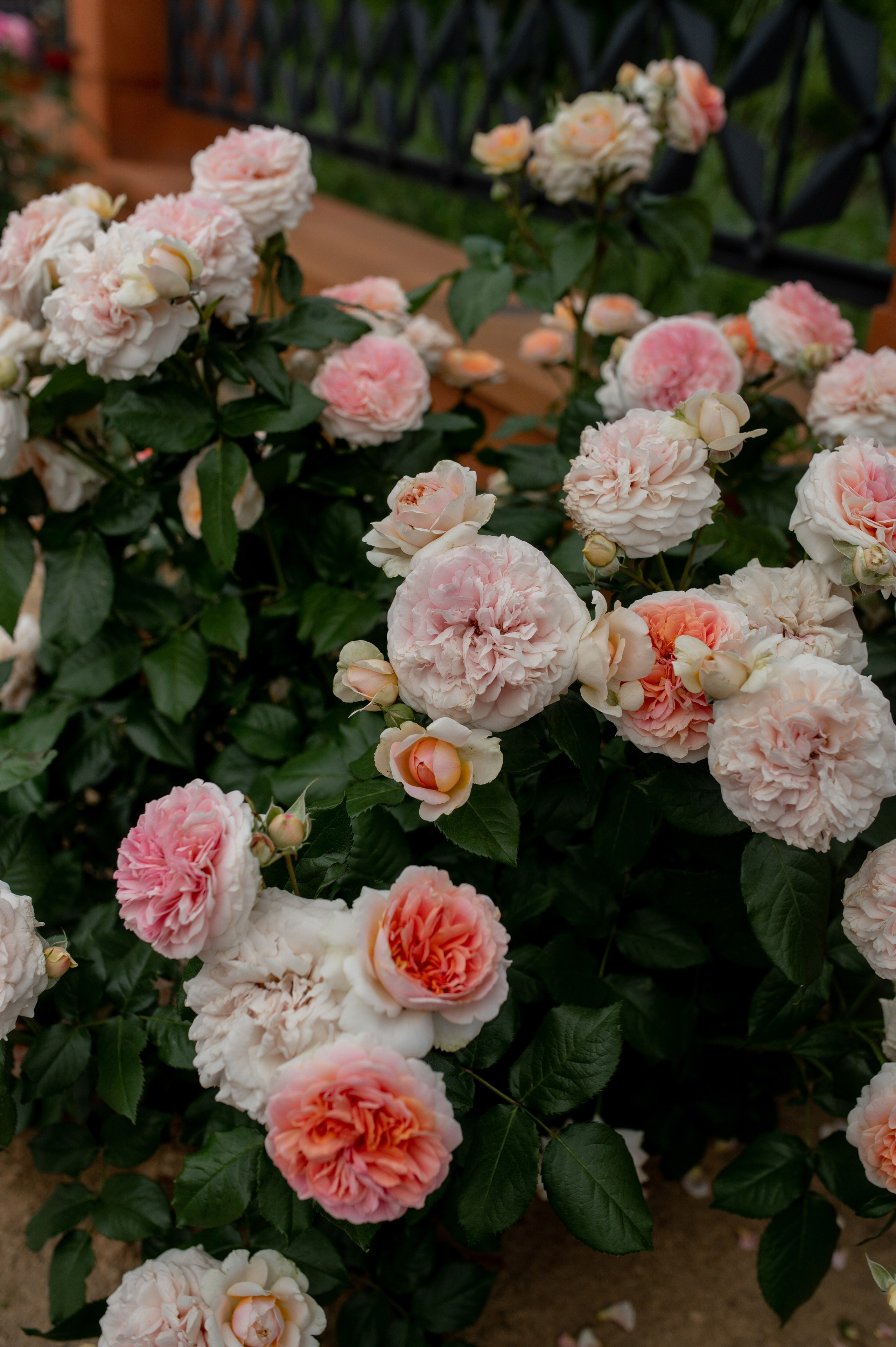 Крещение в армянском храме. Фотограф Мария Стрелкова