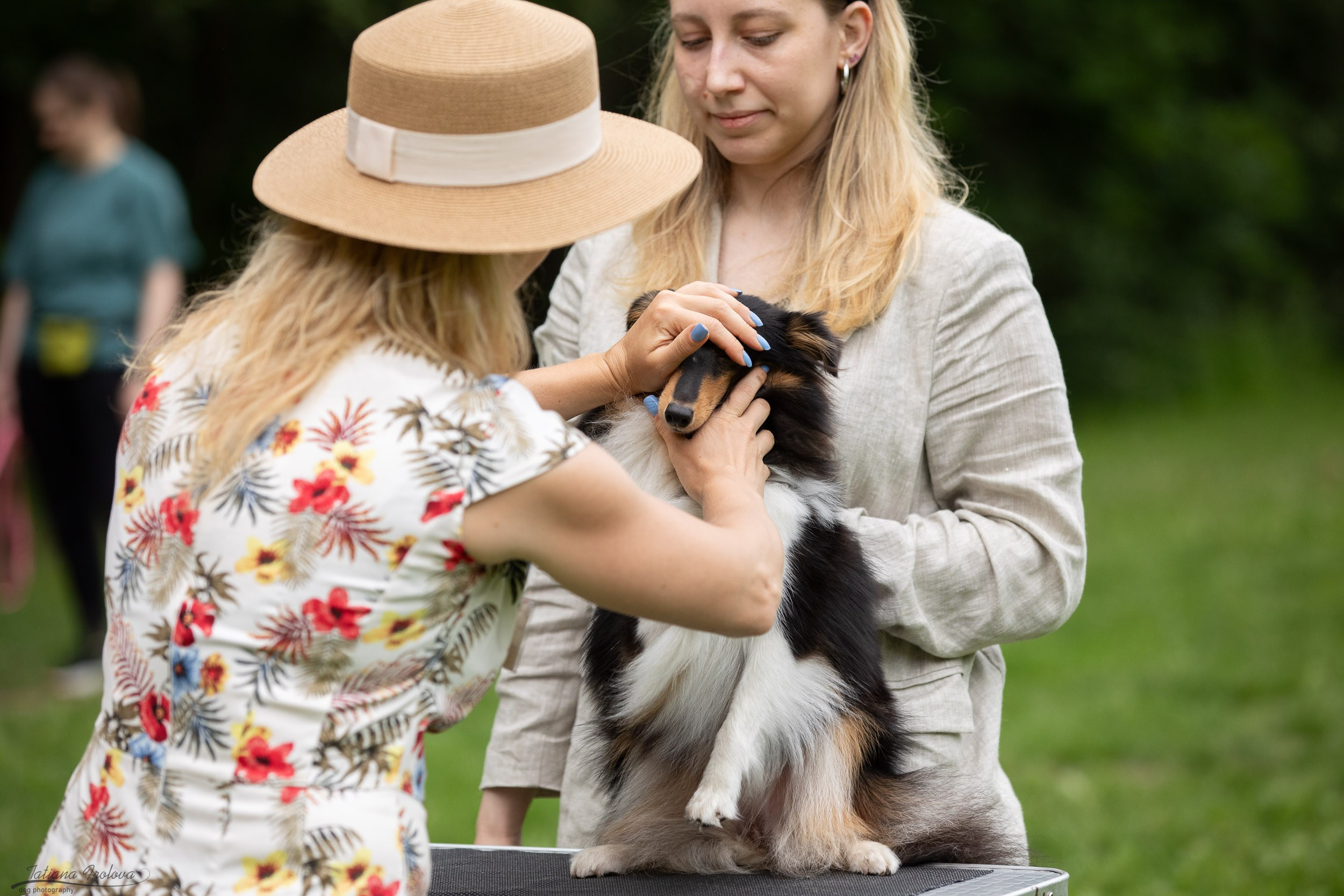 Репортаж с выводки молодняка колли/шелти в Ясенево. Фотограф-анималист в Москве и Московской области Татьяна Фролова