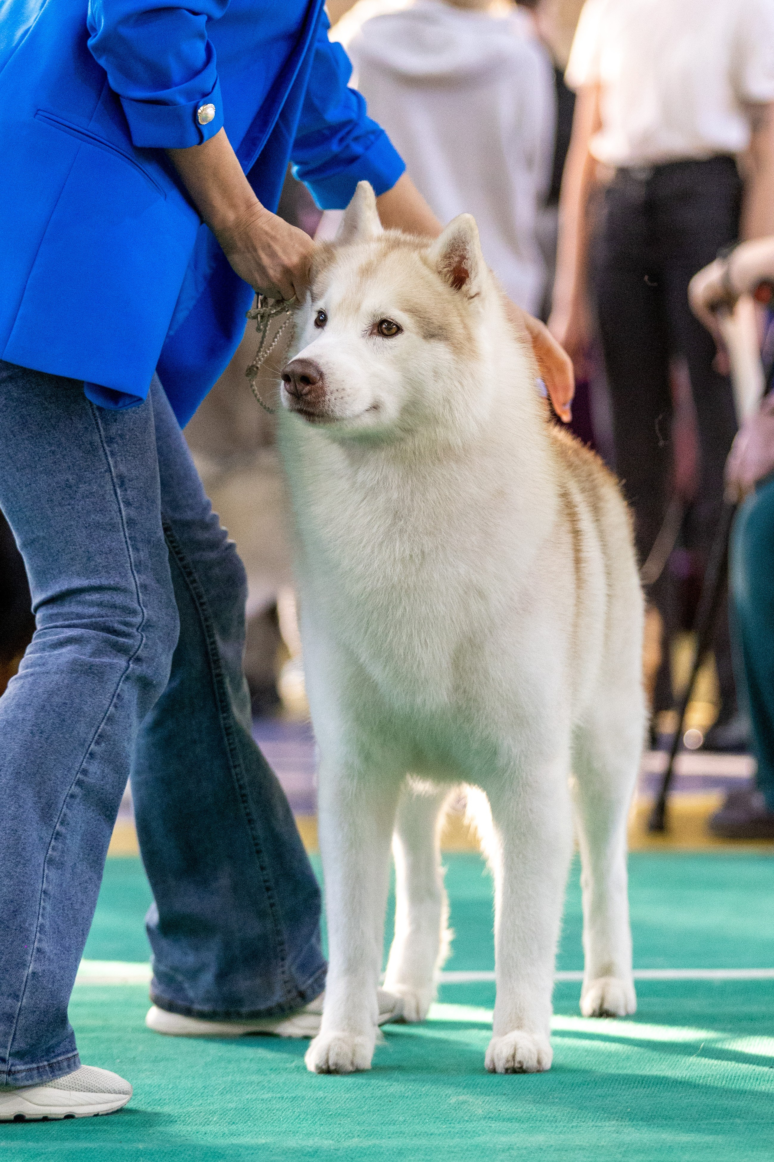 Собаки. Фотограф Яна Матвеева в Ижевске