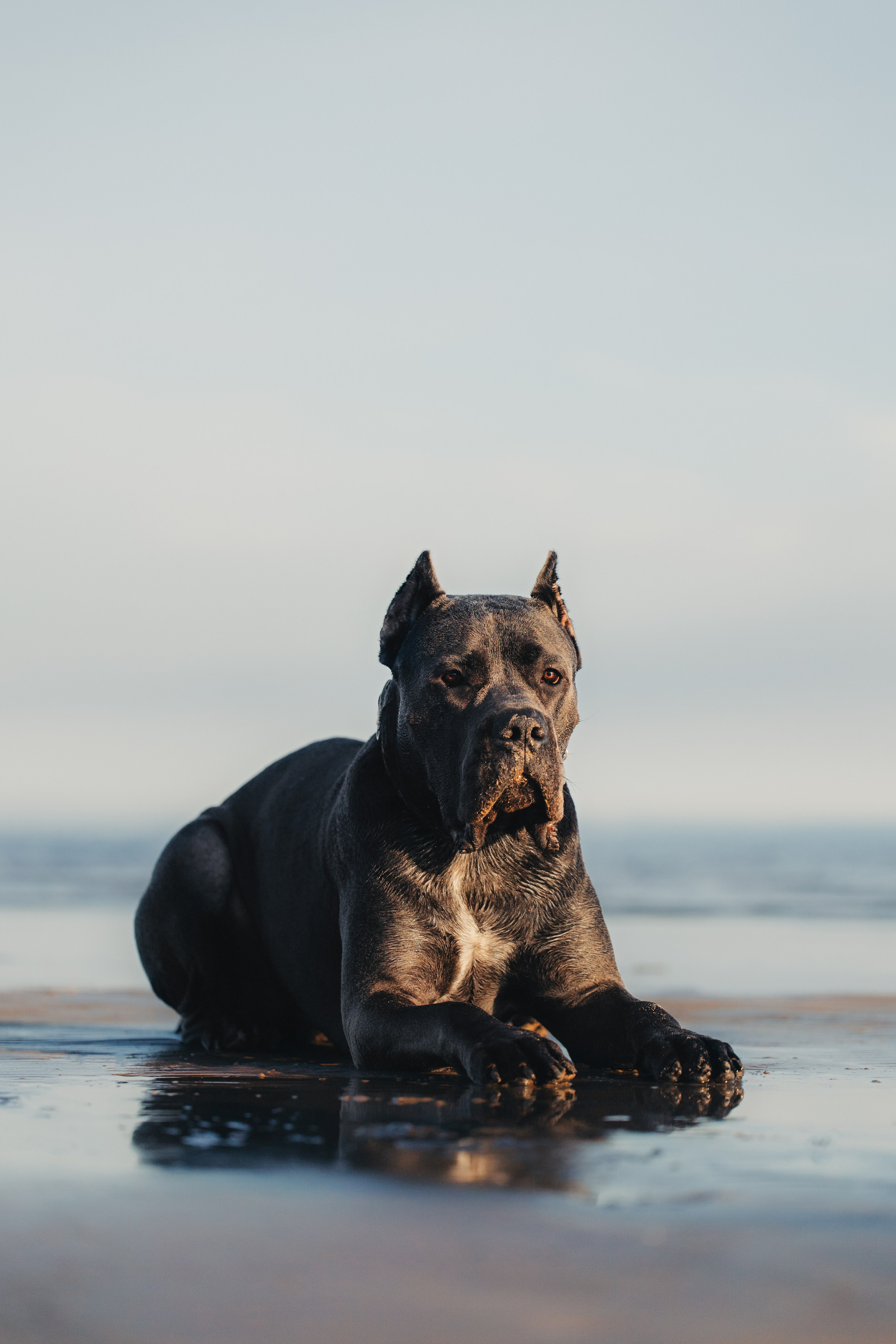 Фотопрогулки. Фотограф для людей и их питомцев Вика Шальнева