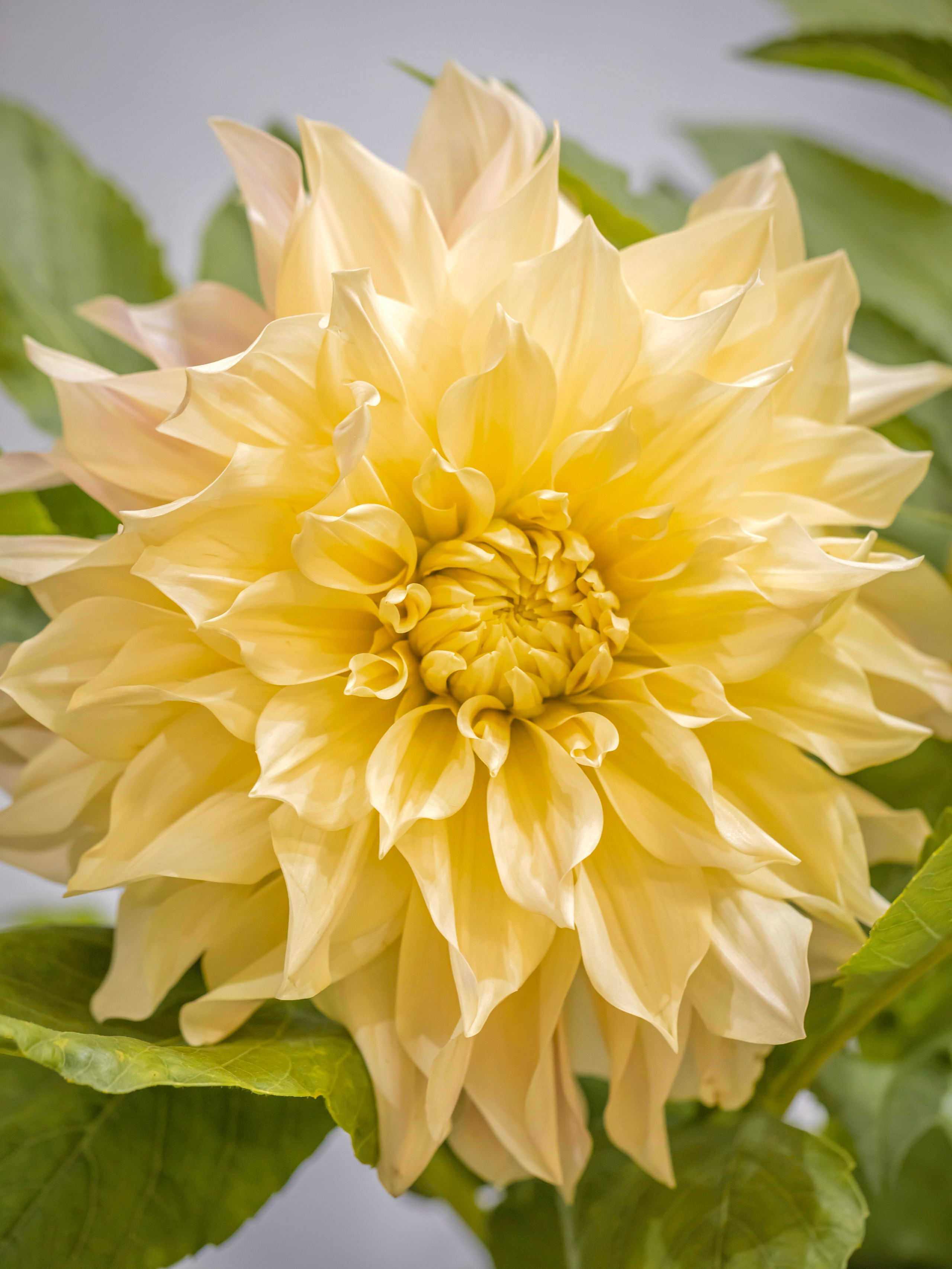 Цветы-Экспо 2023. Фотосессии и репортаж — Фотограф в Москве — Рина Серёгина