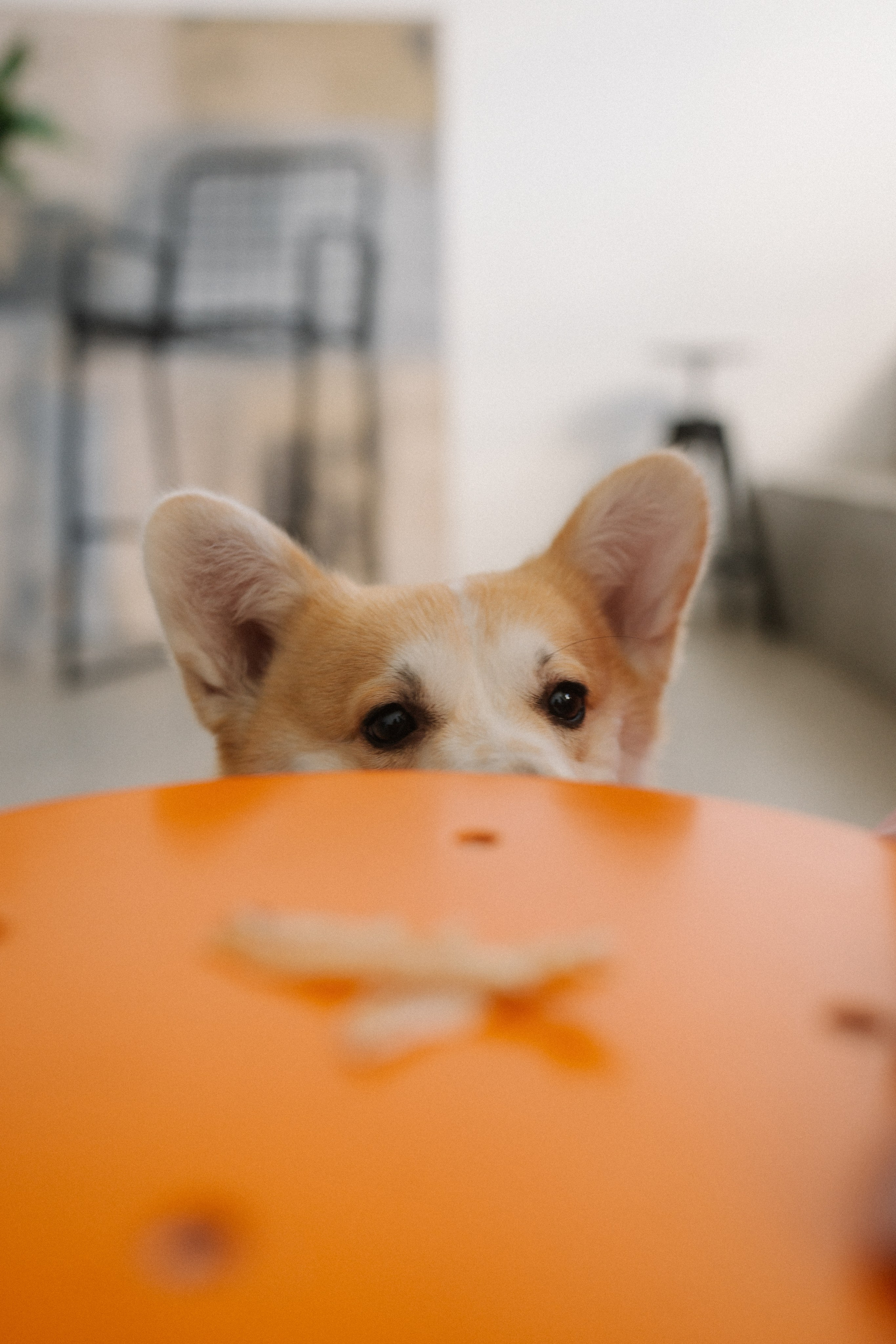 With Dog. Фотограф Батуми | Ксения Кинасова