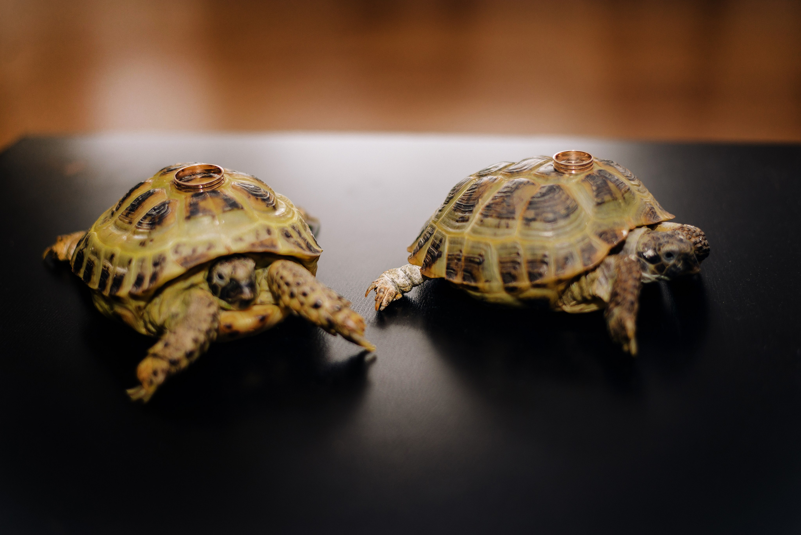 Влад и Дарья. Фотограф — МАРИЯ МЕДВЕДЕВА