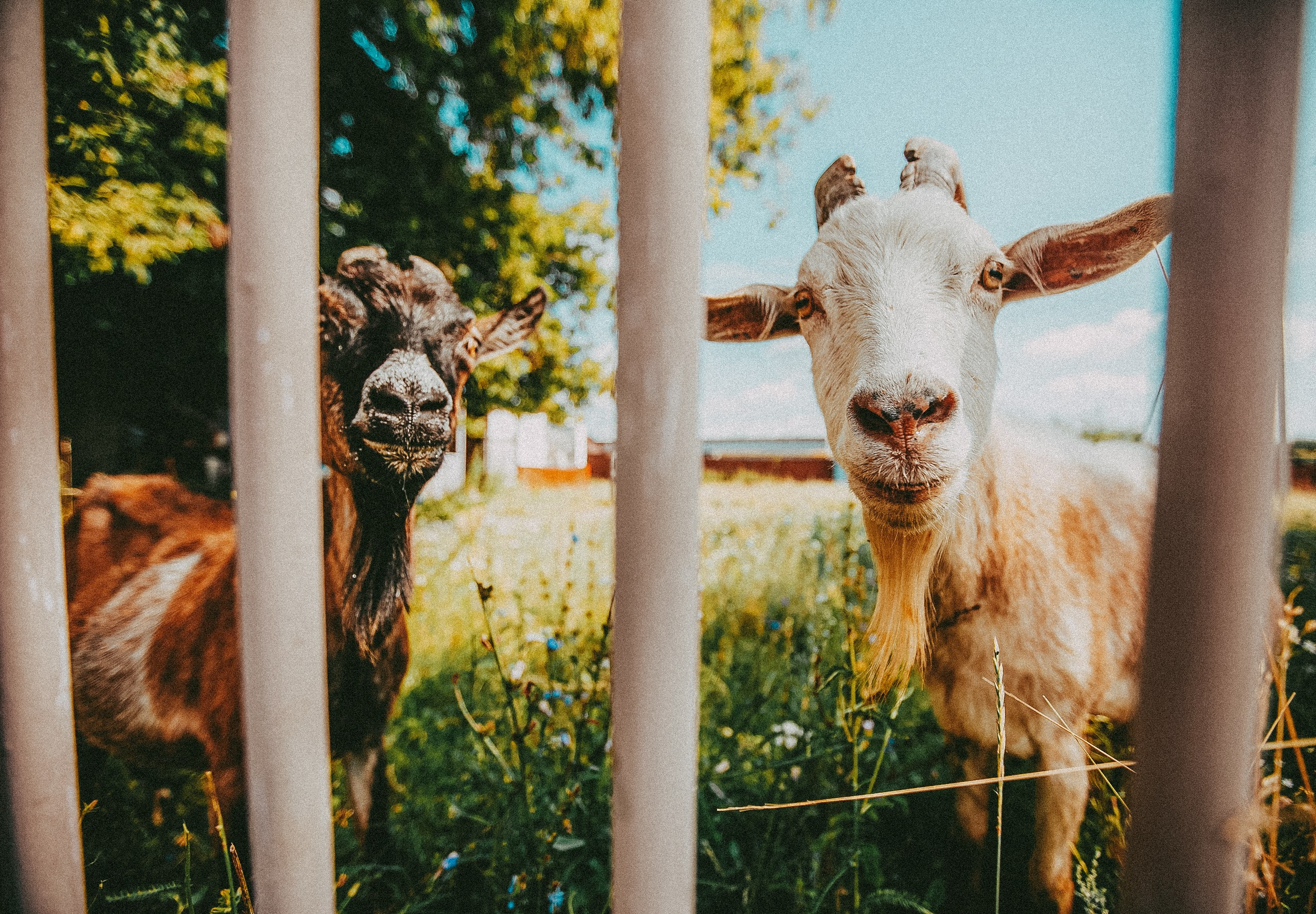Свадебная фотосессия. Фотограф в городе Самара Александр Гераськин