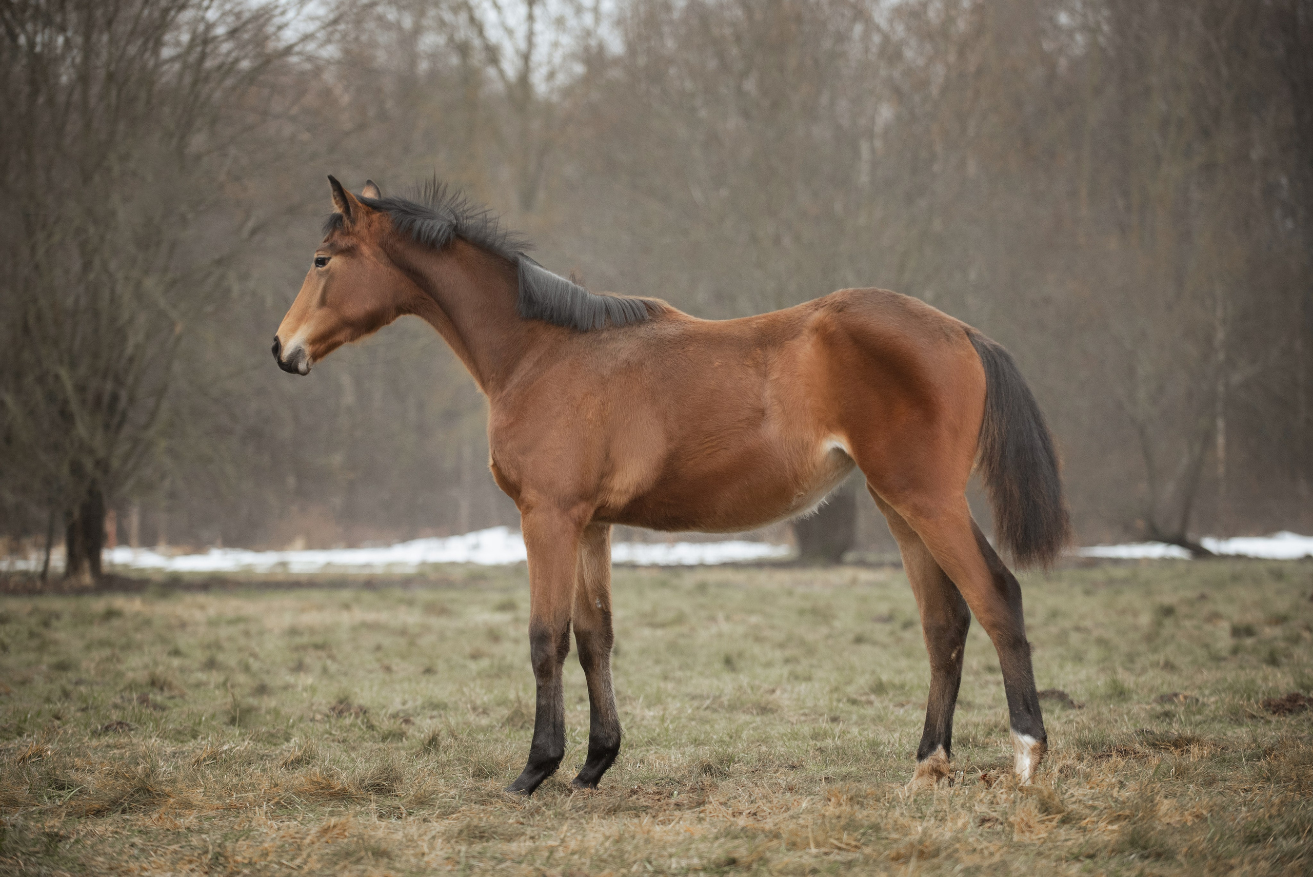 Мелкаши ЮНА. Куракина Дарья • Конный фотограф