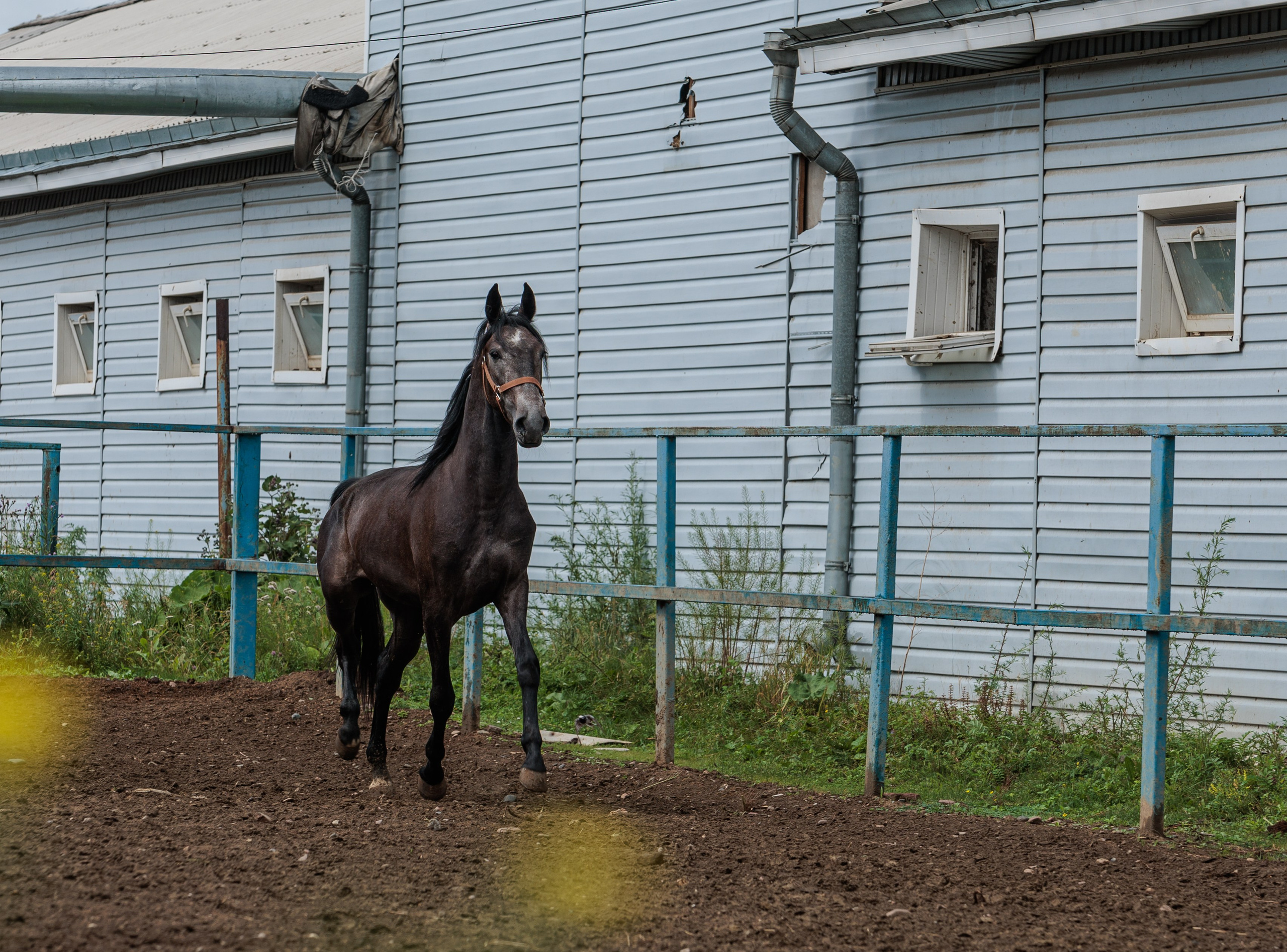 2025. Конный фотограф в Красноярске — Любовь Похабова