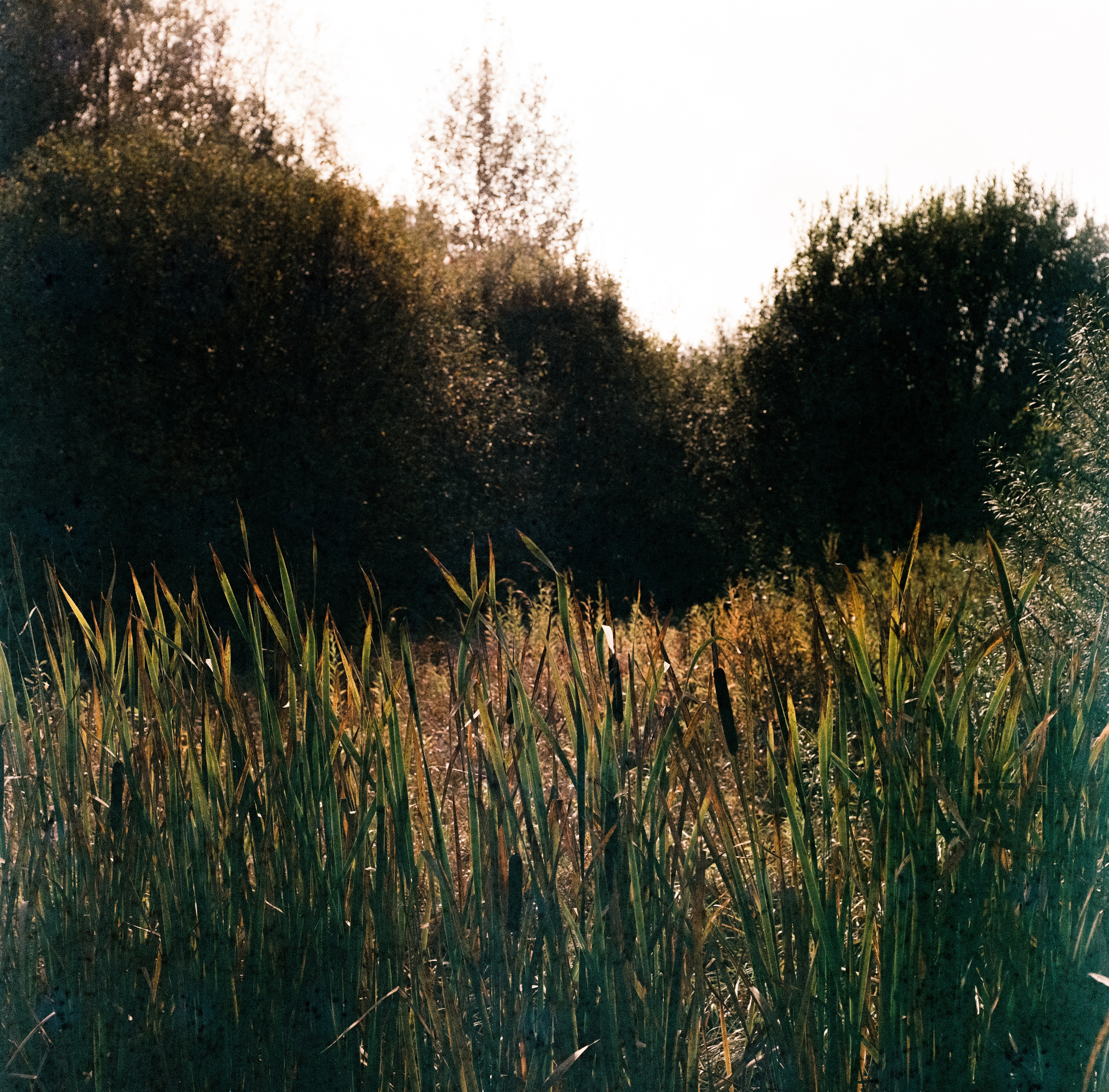 Kowa Six с объективом Kowa 85 mm f/2.8 / Fujicolor Super HR 100