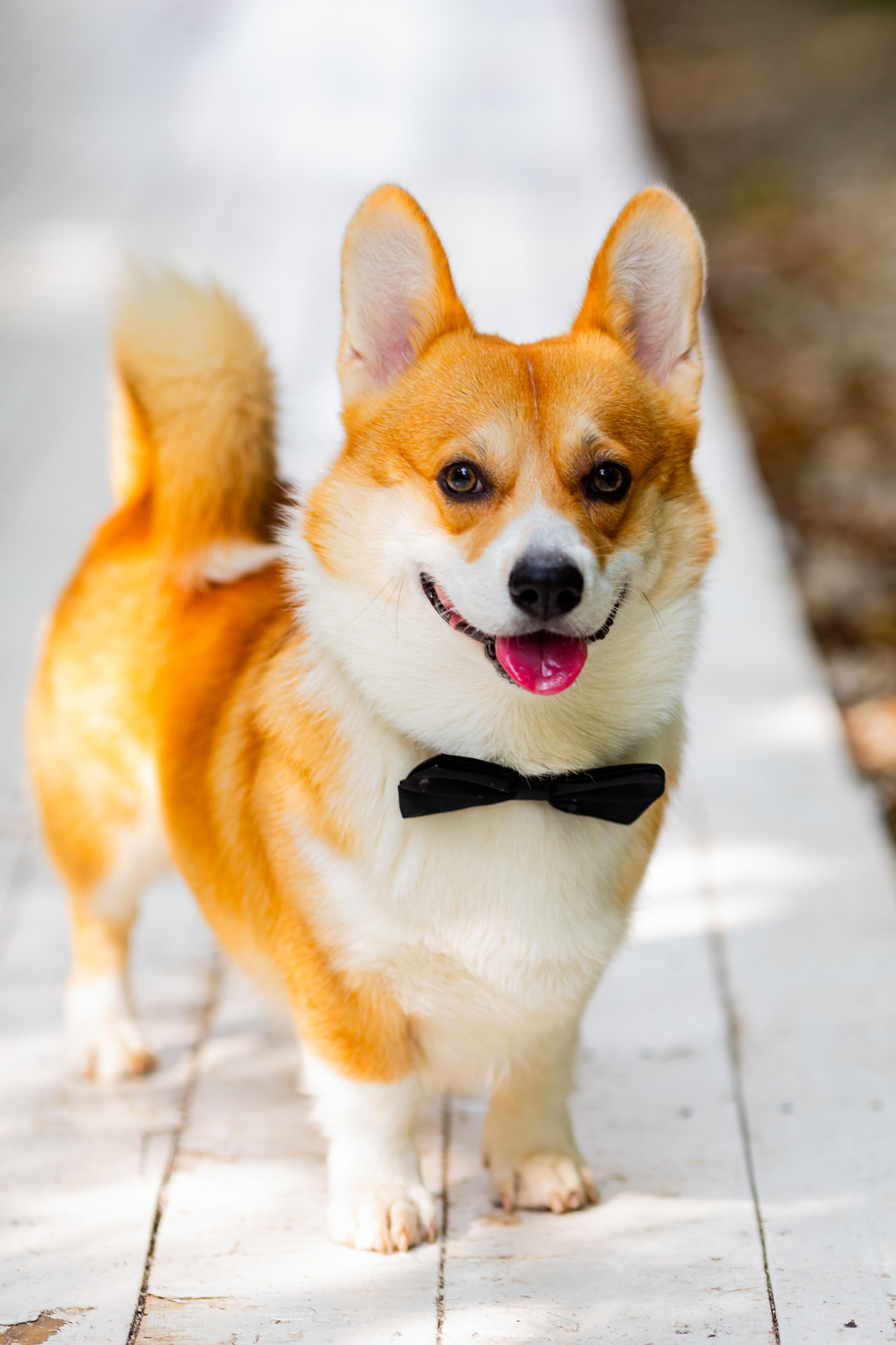 Свадьба Александра и Кристины. Ведущая праздников и мероприятий Ирина Гумерова