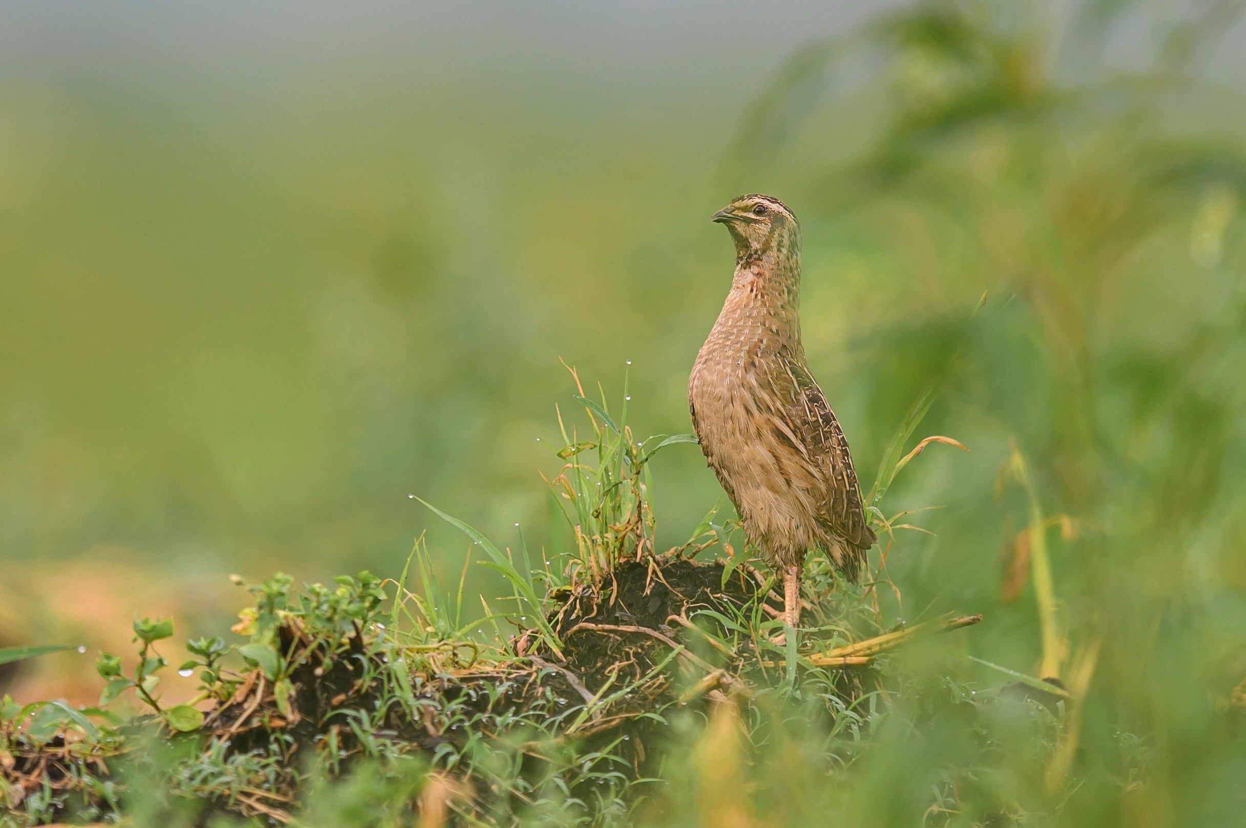 Перепела, часть III. Wildlife photography by Sergey Puponin