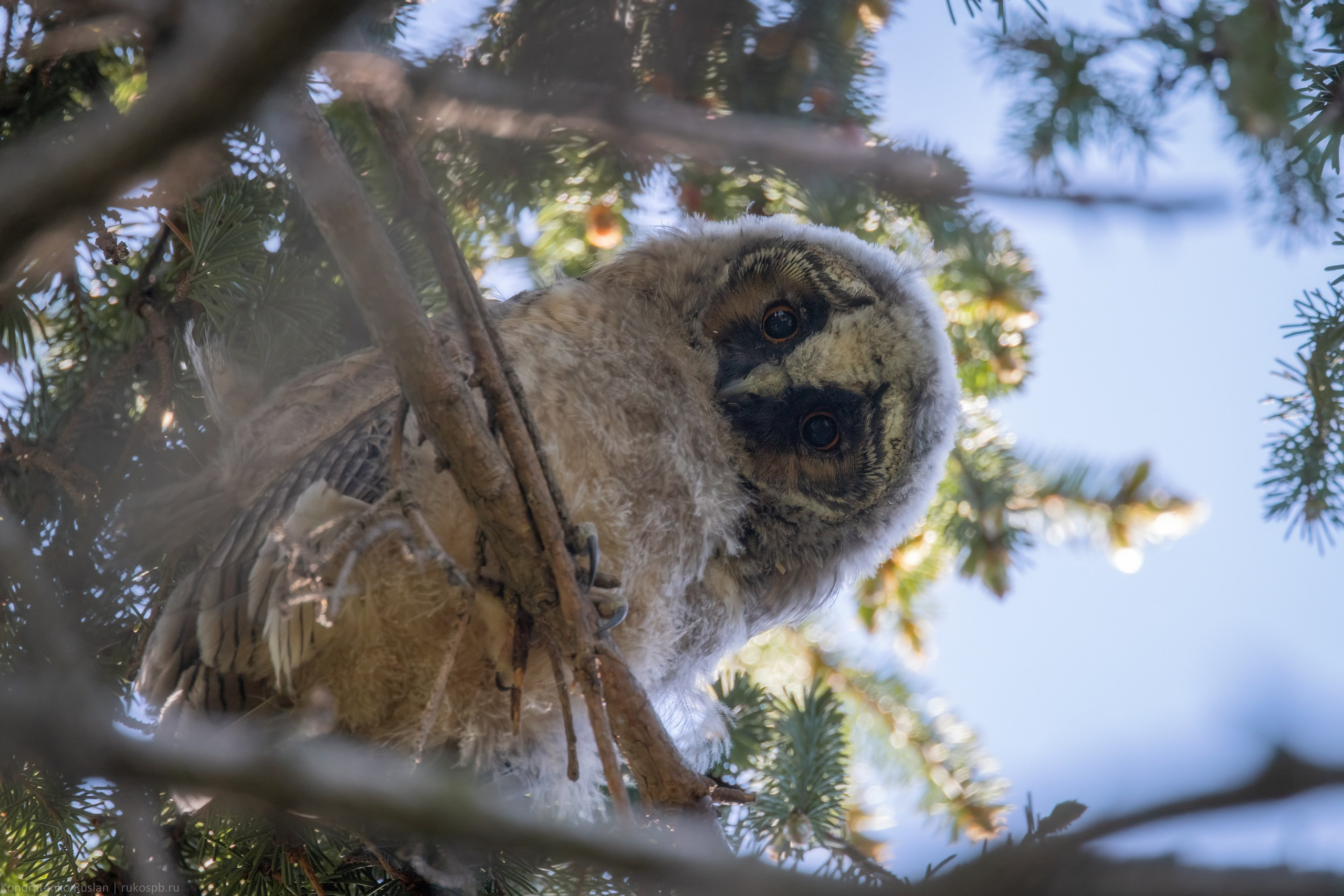 Ушастая сова. Архитектурный и пейзажный фотограф Кондратенко Руслан, Санкт-Петербург
