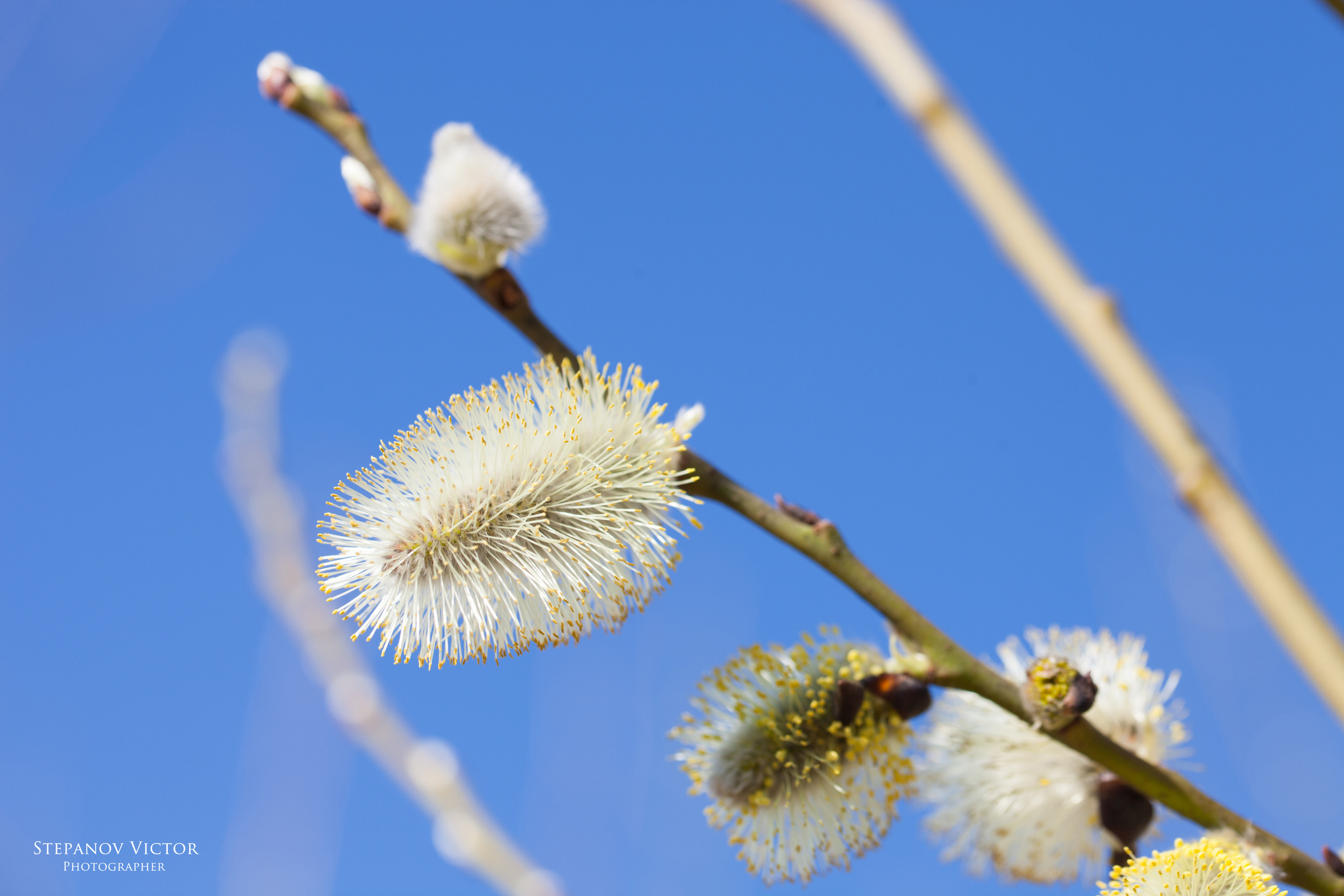 Фотографии растений Виктор Степанов. Фотограф Виктор Степанов