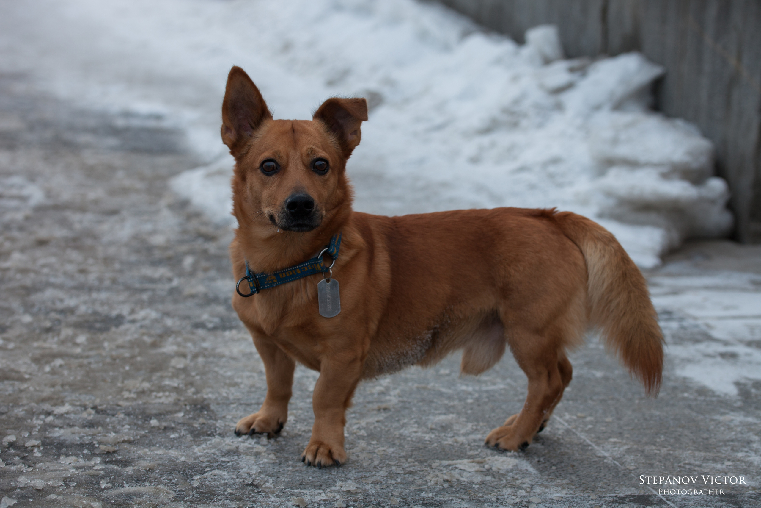 Фотографии животных Виктор Степанов. Фотограф Виктор Степанов