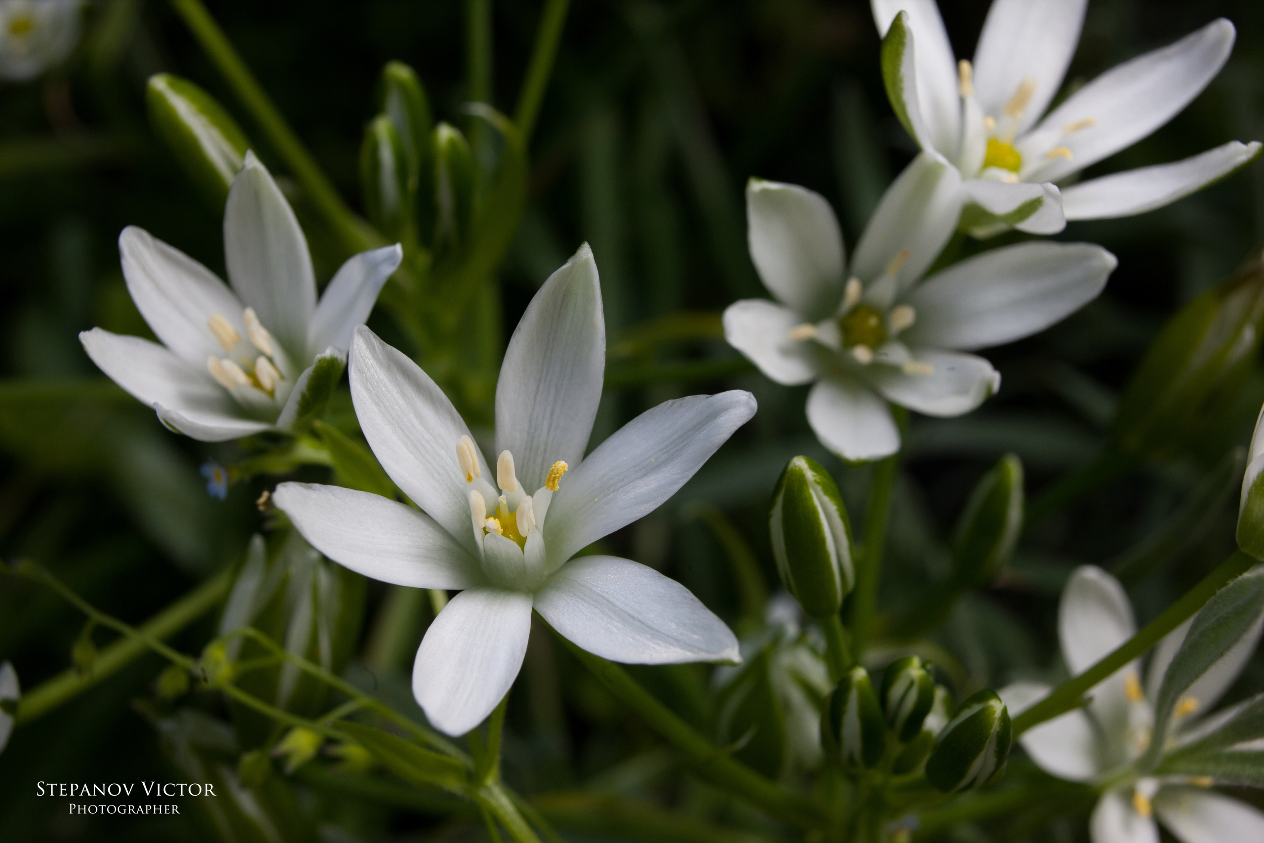 Макро. Фотограф Виктор Степанов