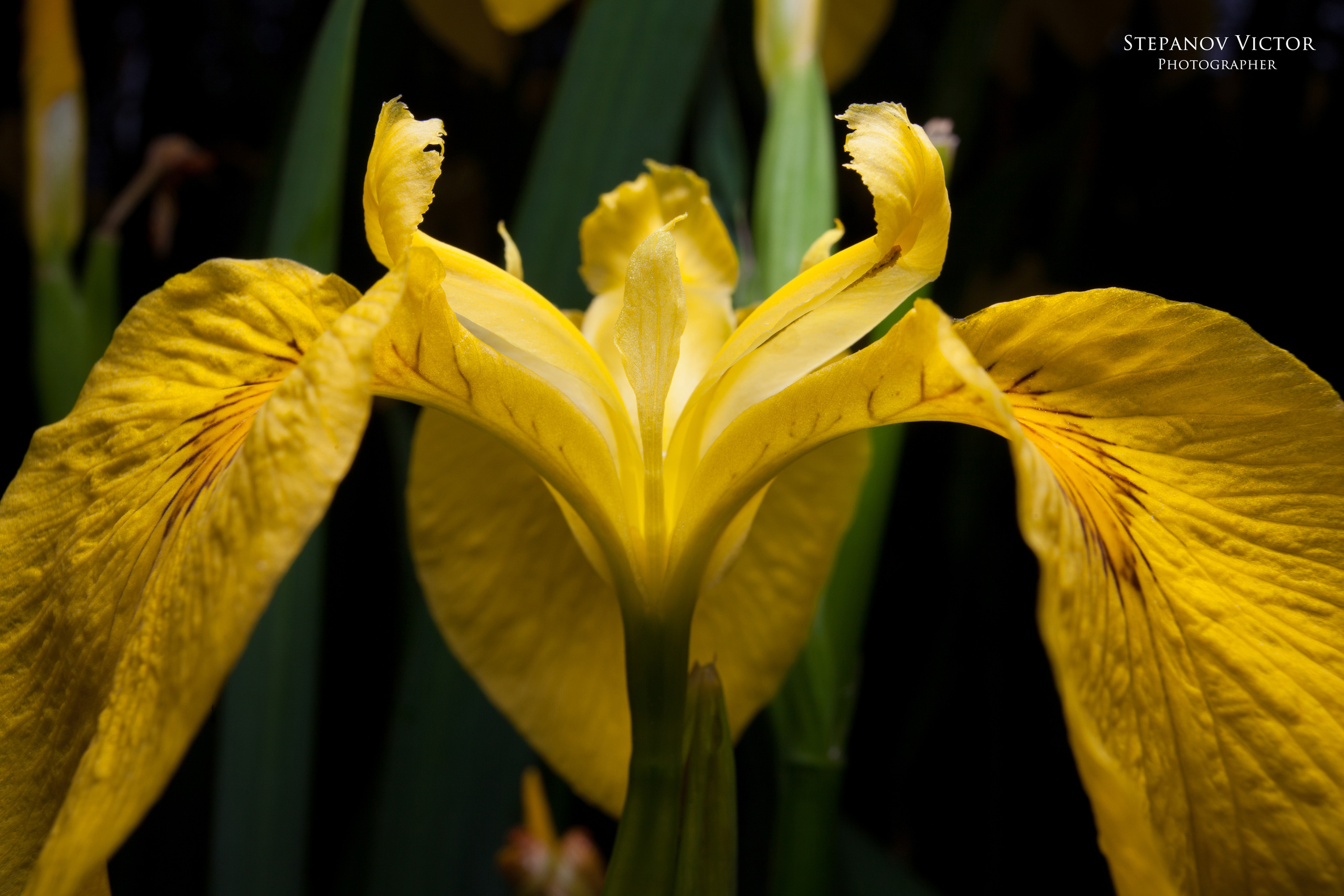 Фотографии растений Виктор Степанов. Фотограф Виктор Степанов
