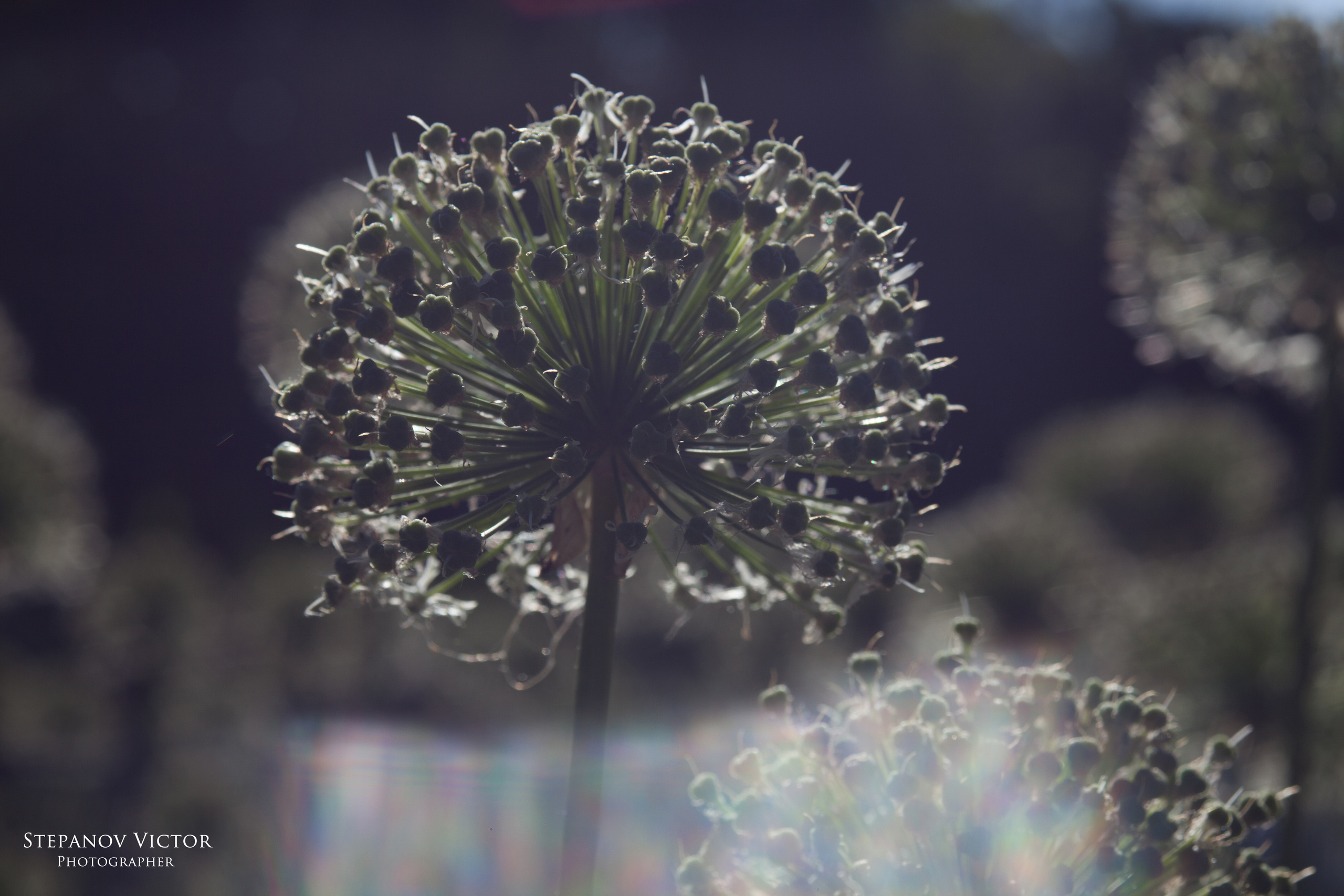 Фотографии растений Виктор Степанов. Фотограф Виктор Степанов