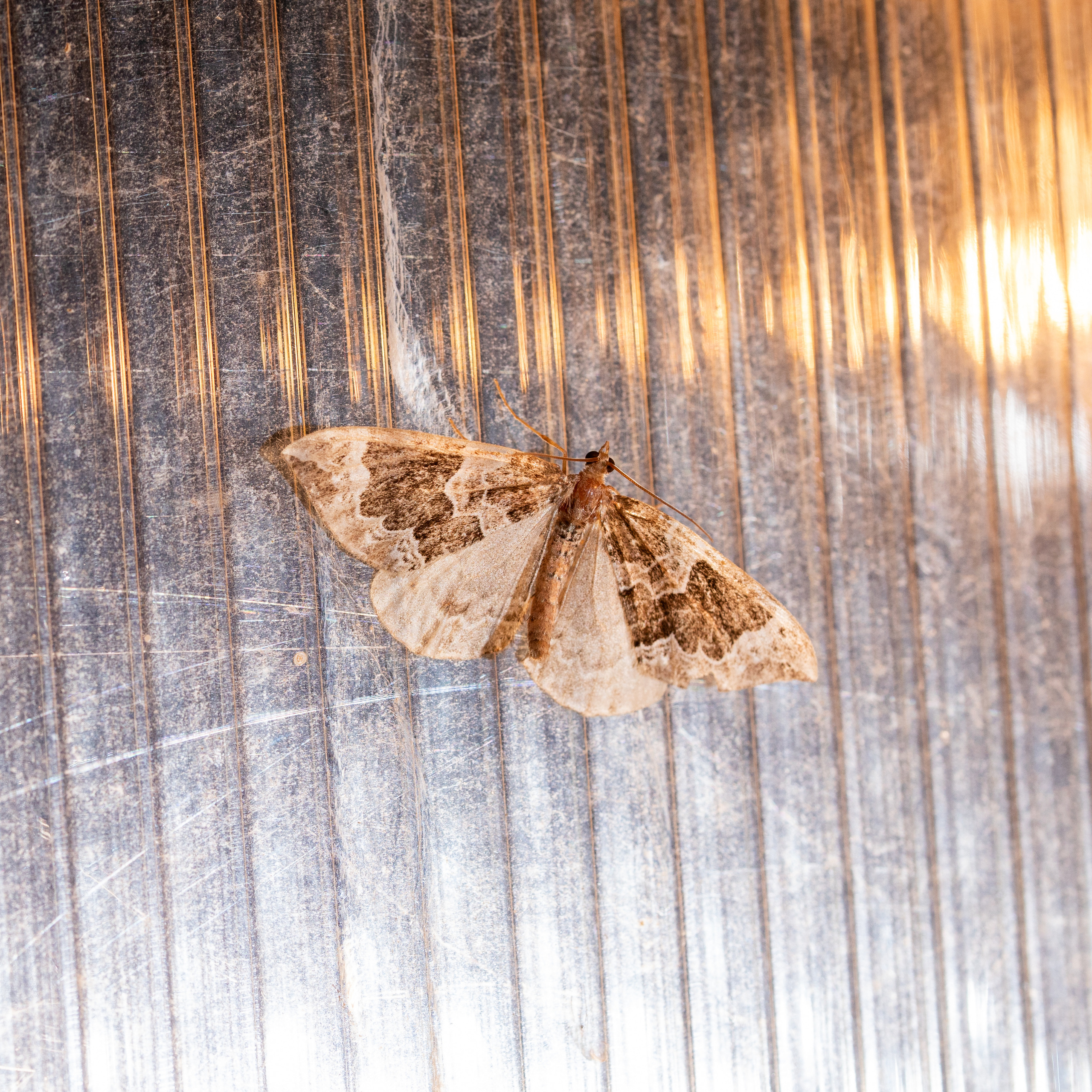 Фотографии животных Виктор Степанов. Фотограф Виктор Степанов