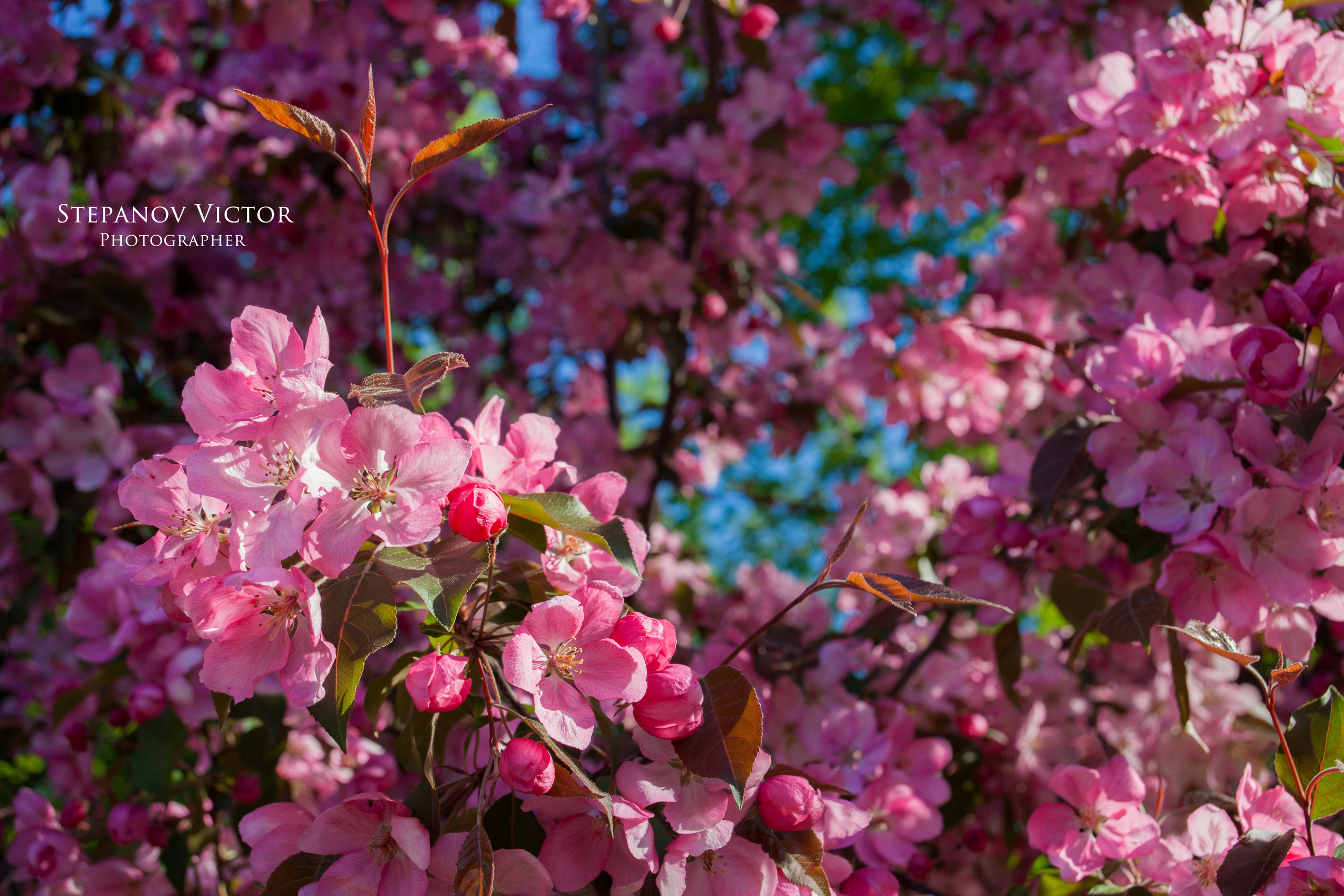 Фотографии растений Виктор Степанов. Фотограф Виктор Степанов