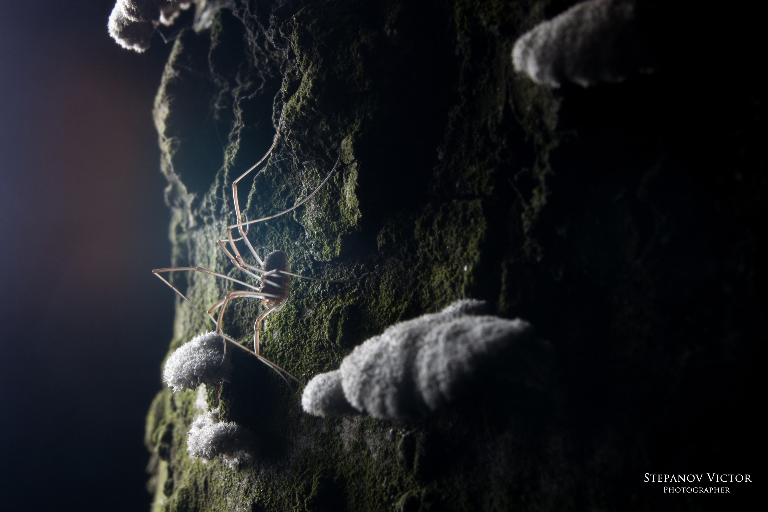 Фотографии животных Виктор Степанов. Фотограф Виктор Степанов