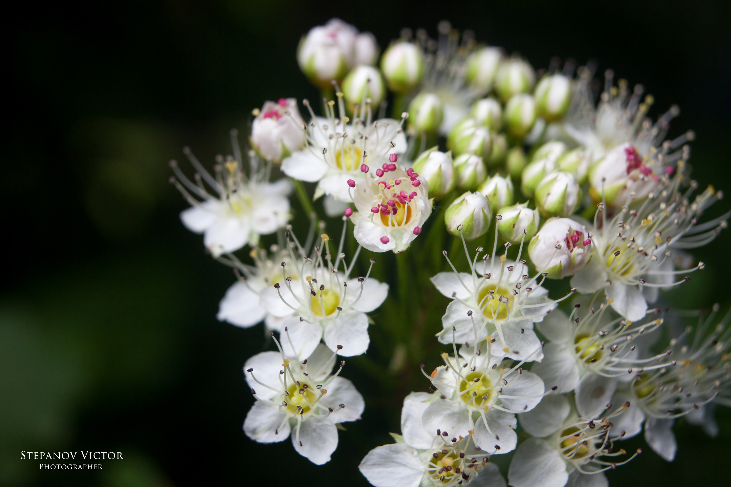 Макро. Фотограф Виктор Степанов