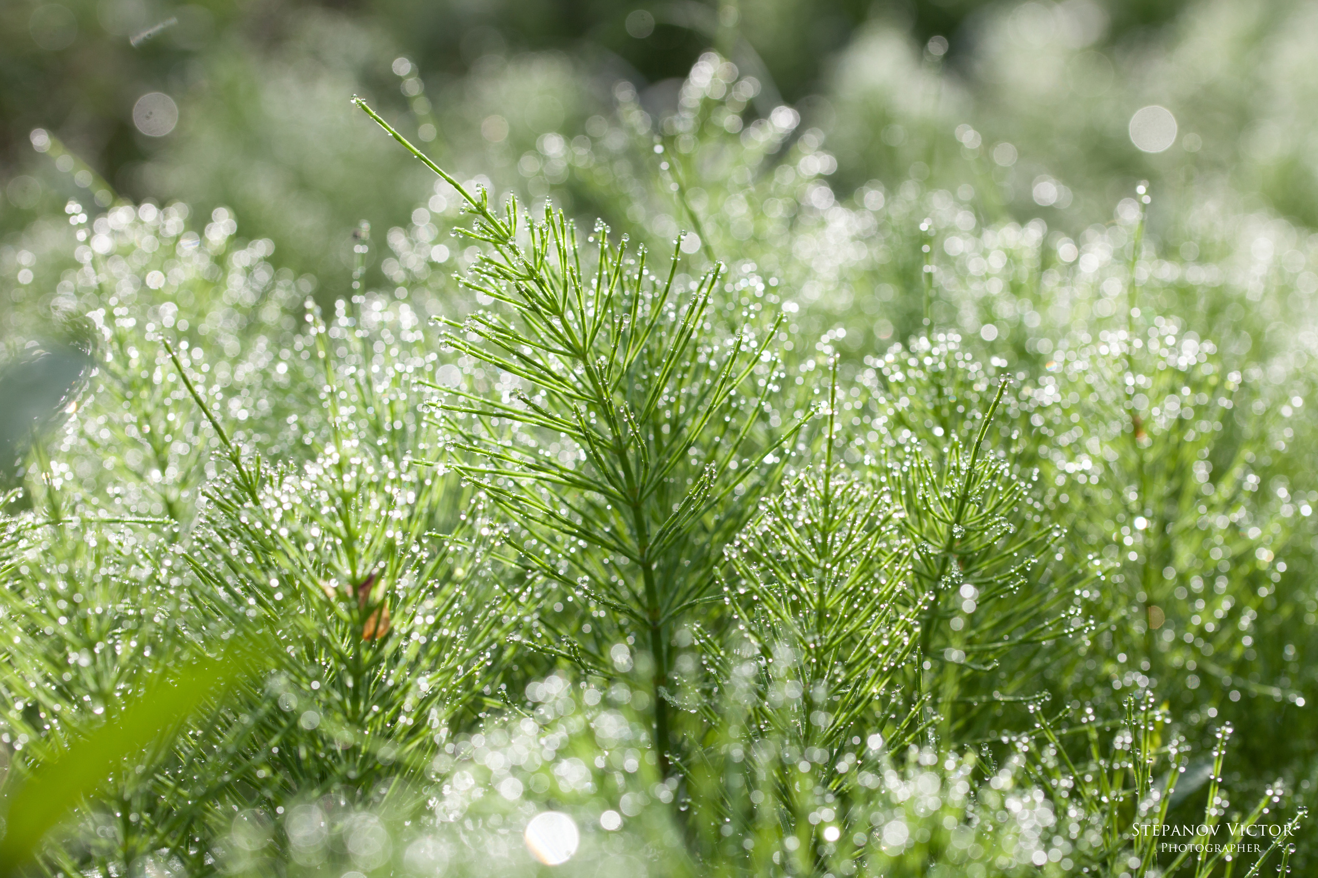 Фотографии растений Виктор Степанов. Фотограф Виктор Степанов