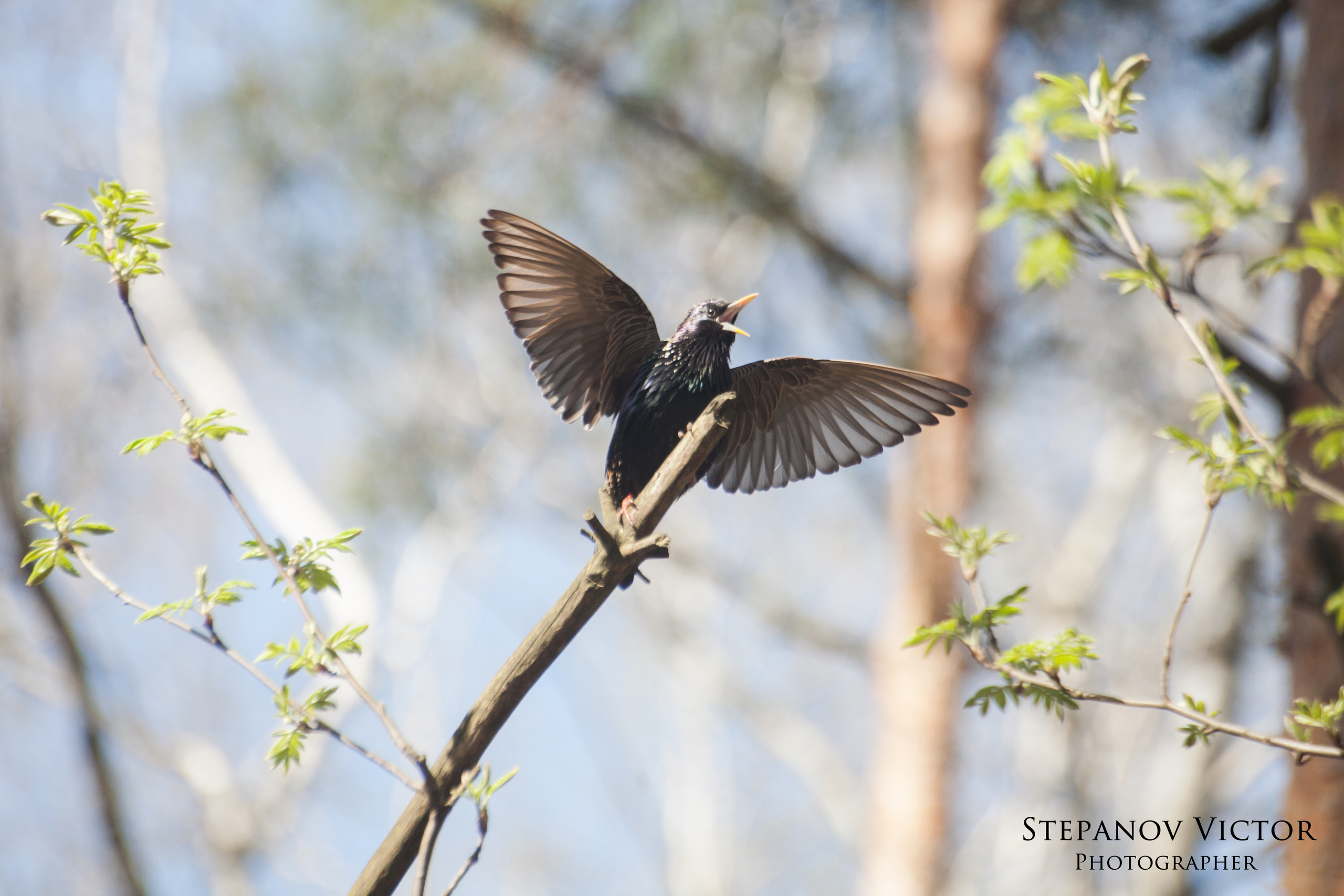 Фотографии животных Виктор Степанов. Фотограф Виктор Степанов