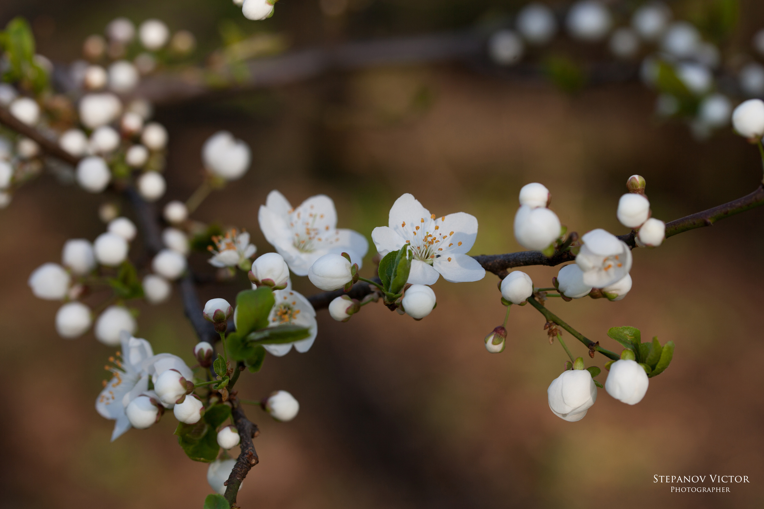 Фотографии растений Виктор Степанов. Фотограф Виктор Степанов