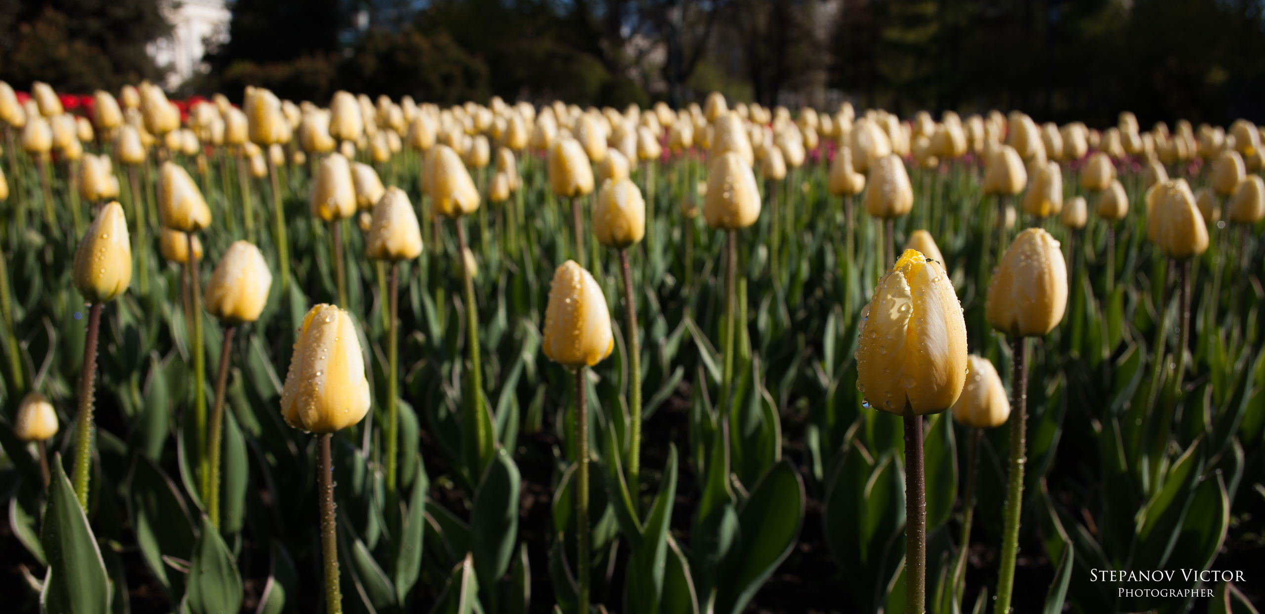 Фотографии растений Виктор Степанов. Фотограф Виктор Степанов