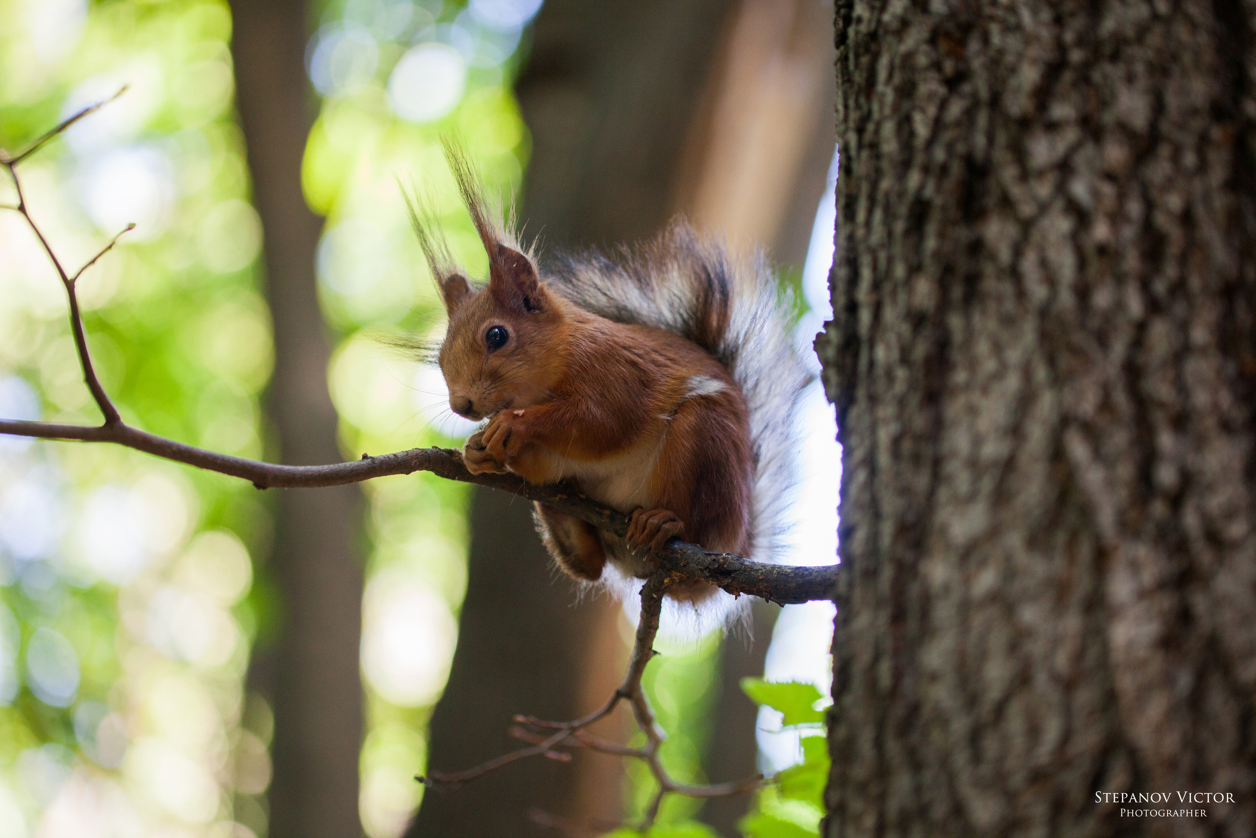 Фотографии животных Виктор Степанов. Фотограф Виктор Степанов