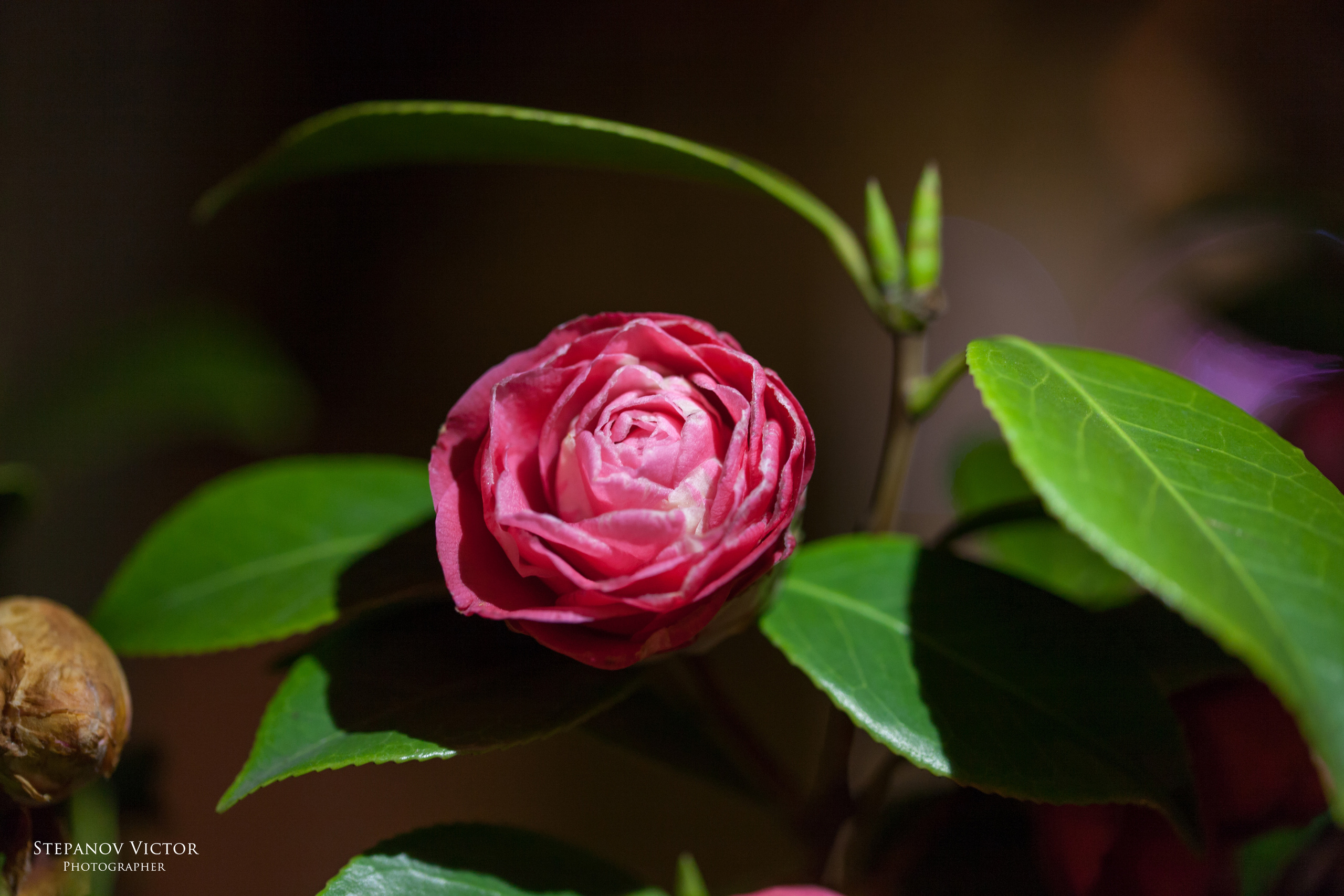 Фотографии растений Виктор Степанов. Фотограф Виктор Степанов